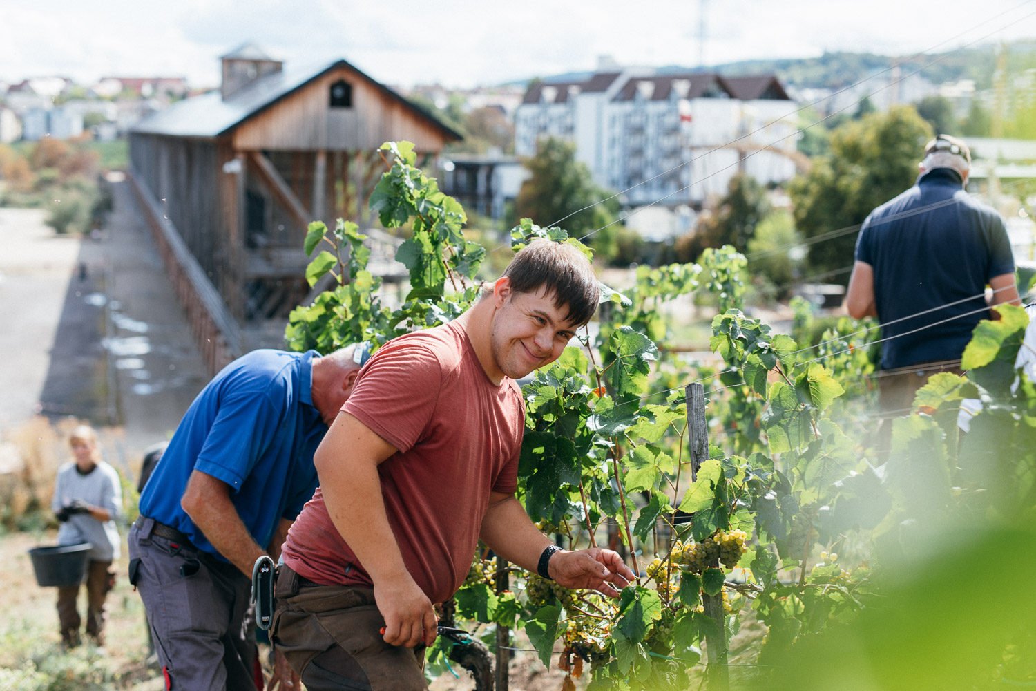 Menschen ernten Trauben in einem Weinberg an einem sonnigen Tag, mit einem rustikalen Holzgebäude und der Stadt im Hintergrund.