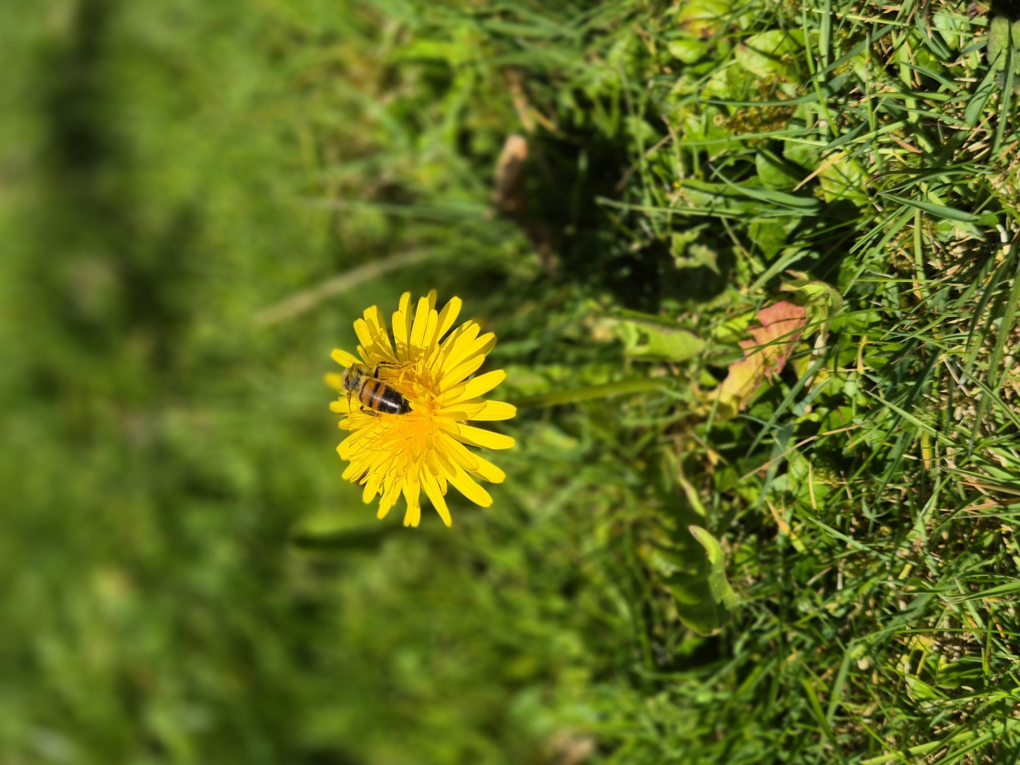 Biene auf einer gelben Löwenzahnblume, umgeben von grünem Gras.