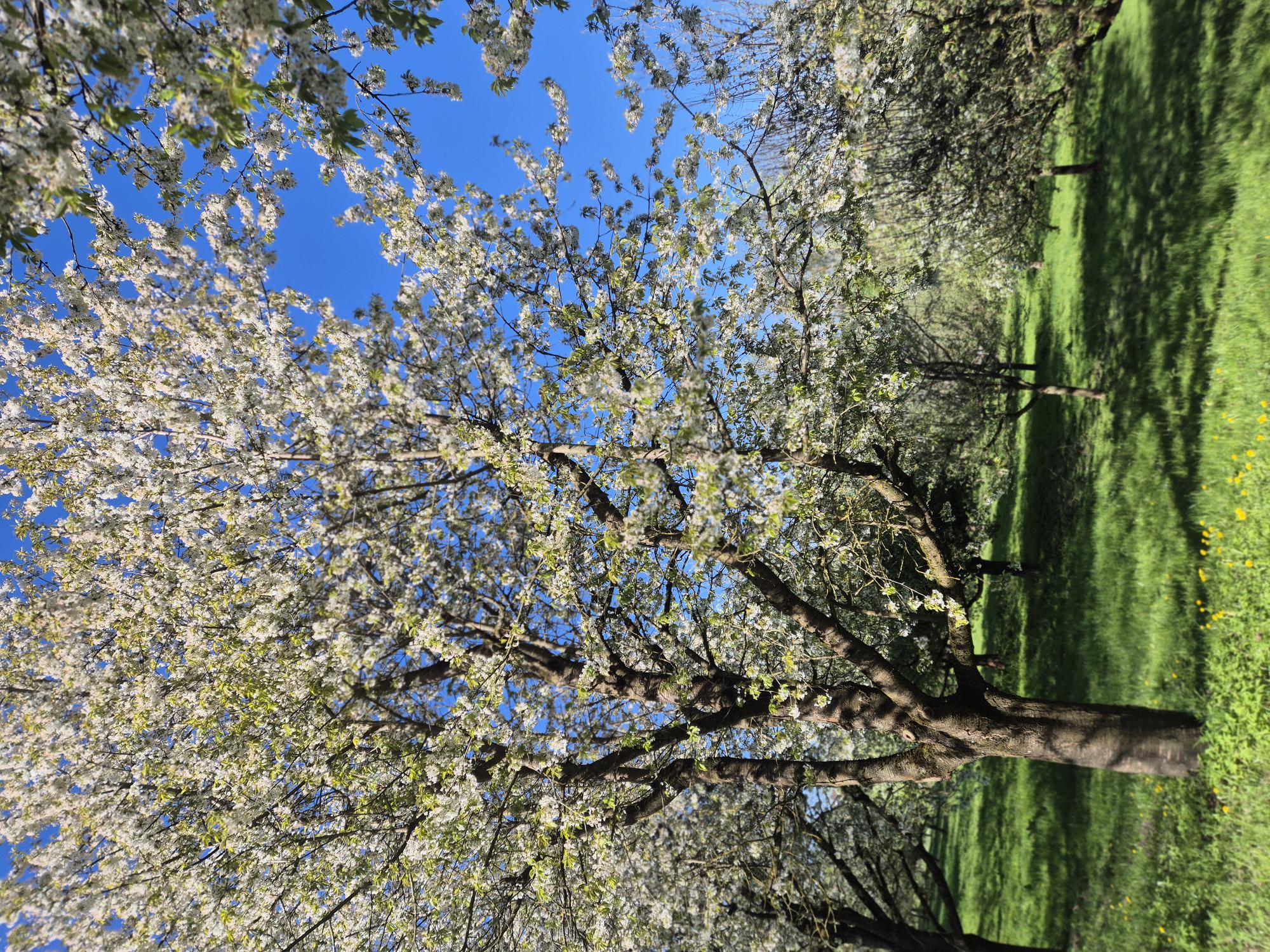 Blühende Bäume mit weißen Blüten auf einer üppig grünen Wiese unter einem strahlend blauen Himmel. Und sonnenbeschienene Bäume in voller Blüte.