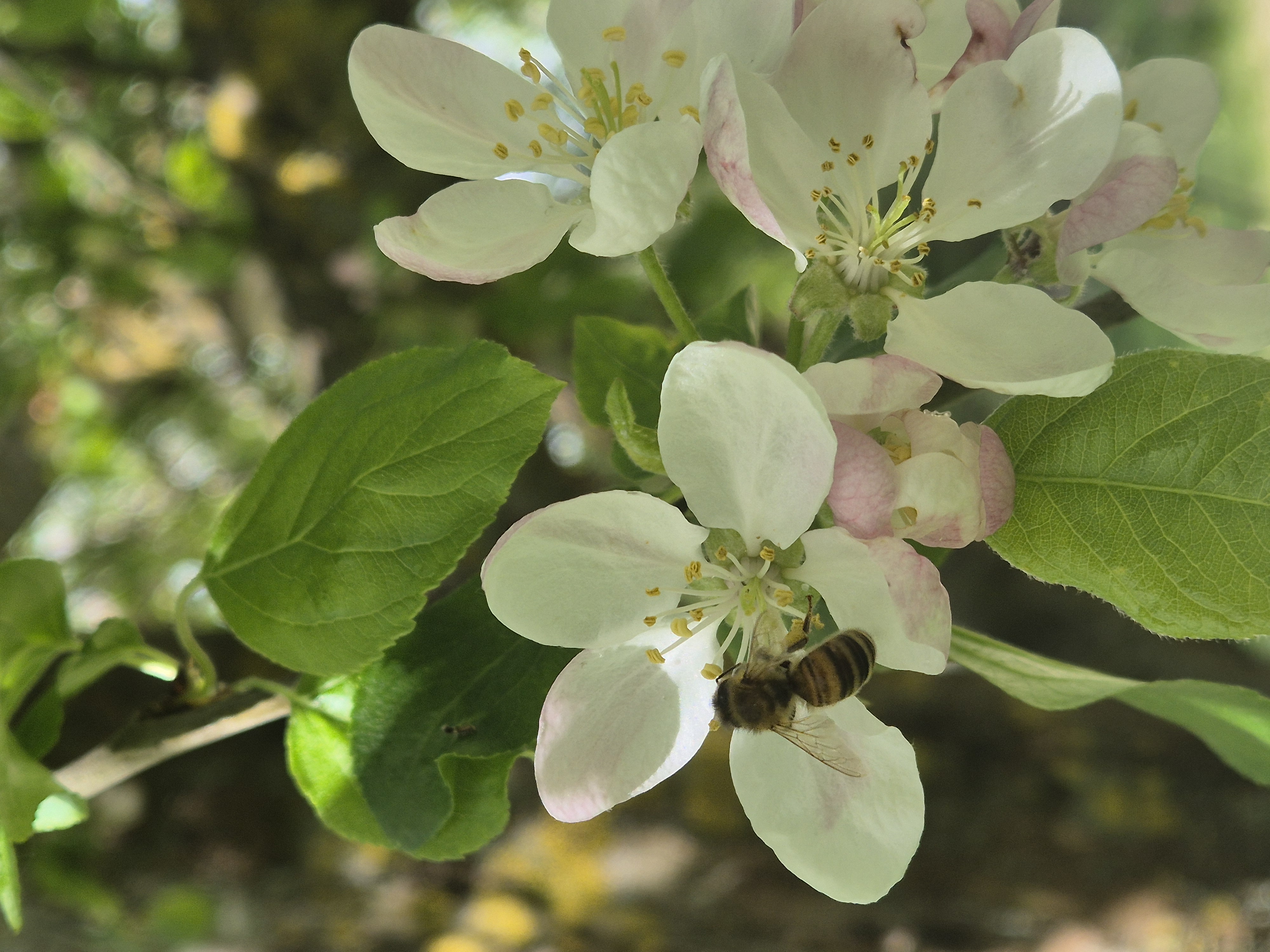 Eine Biene sammelt Nektar von zarten weißen Apfelblüten mit grünen Blättern in einem sonnendurchfluteten Garten.