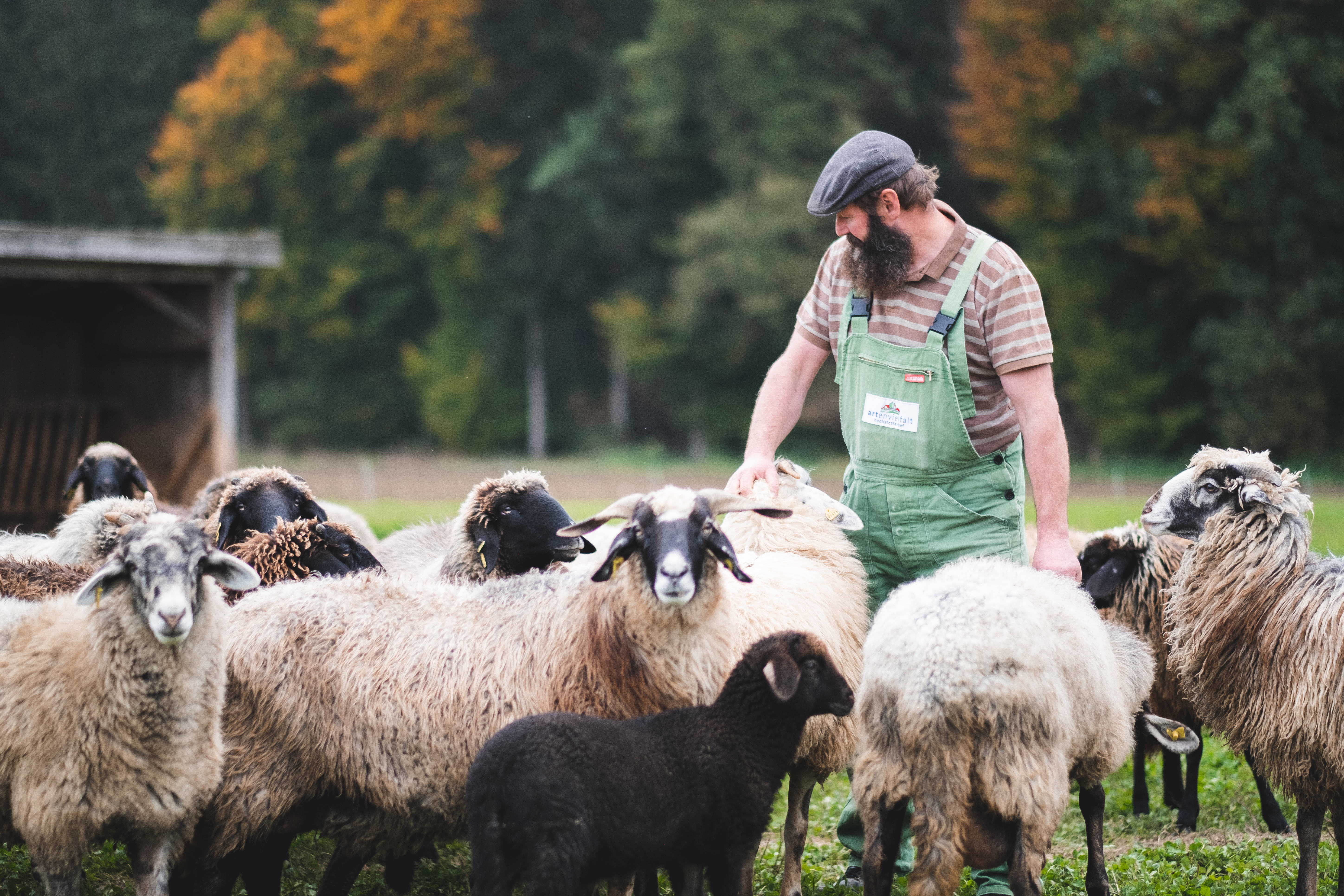 Mann mit grüner Latzhose und Schafen auf der Weide.