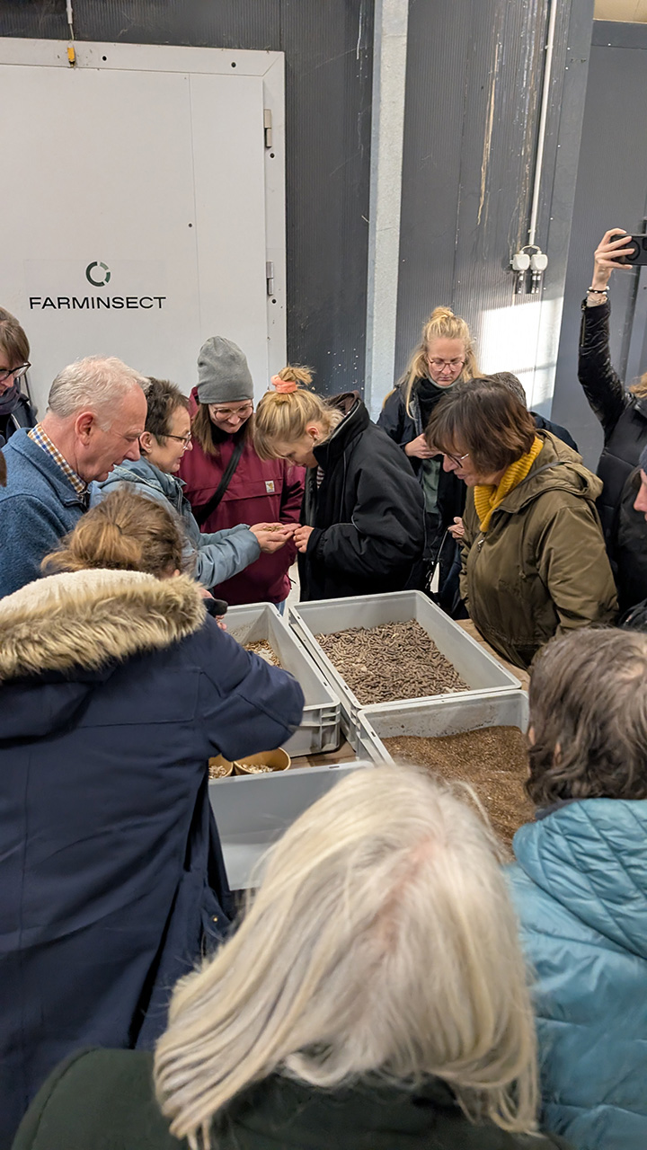 Die Larven der Schwarzen Soldatenfliege werden begutachtet.