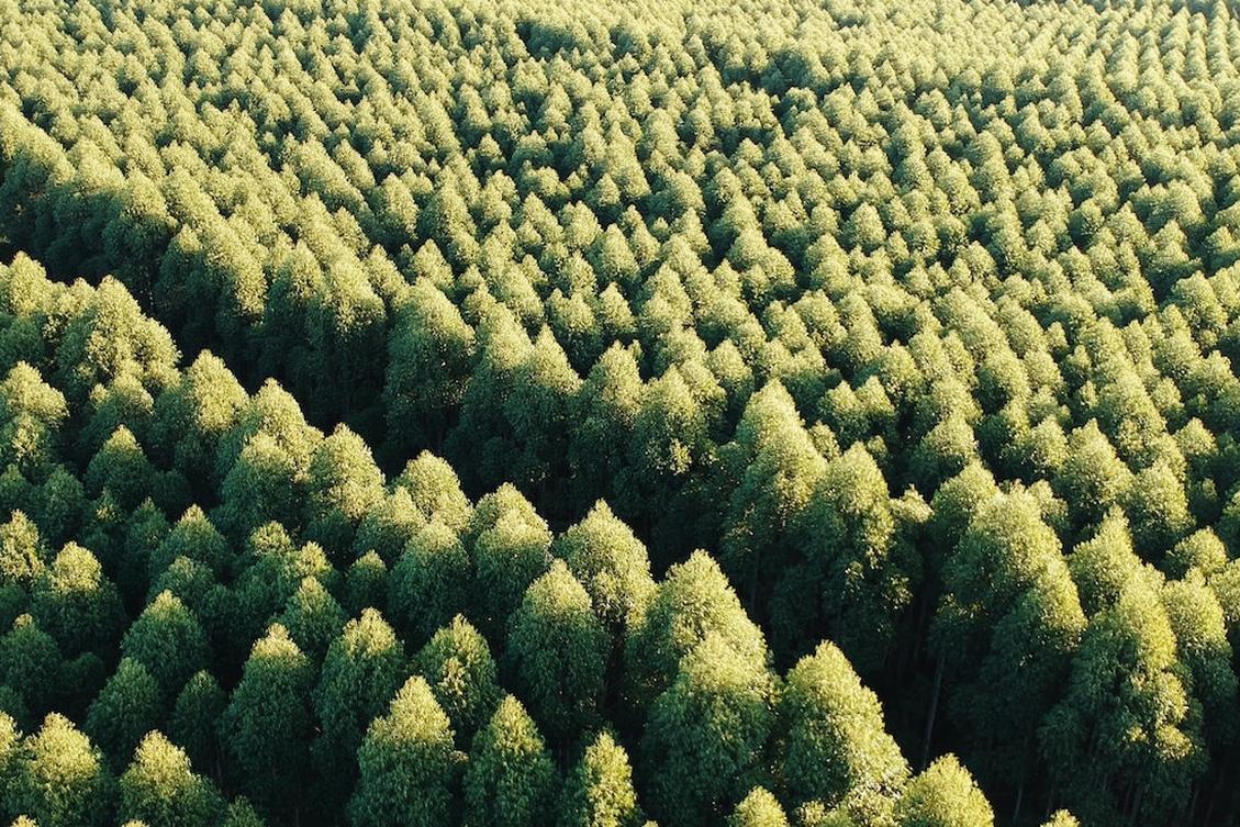 Everything you need to know about becoming a carbon neutral accounting firm