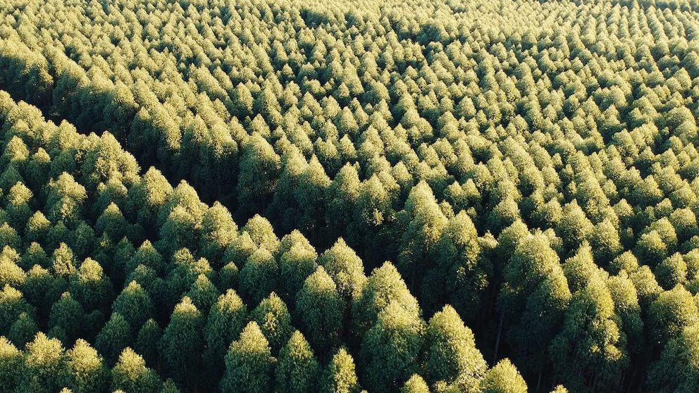 And arial view of hundreds of mature trees, tightly packed.
