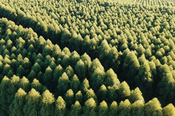 Everything you need to know about becoming a carbon neutral accounting firm