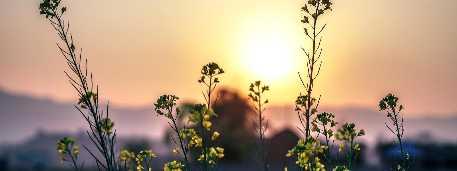 The smart way to fuel your accounting firms topline