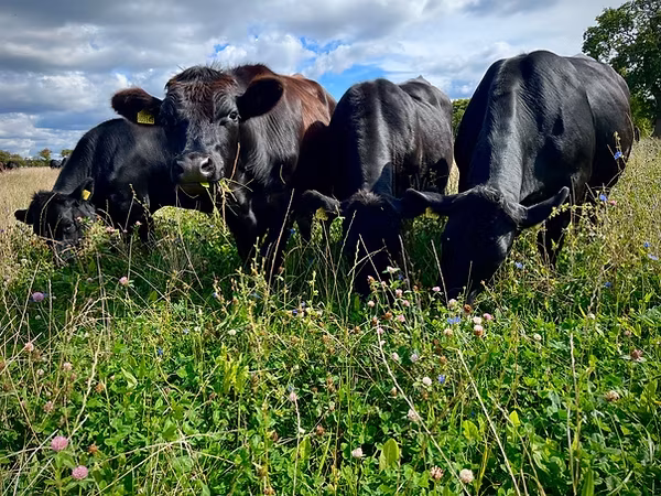 HOW FULLER'S TACKLED THEIR BEEFY FOOTPRINT