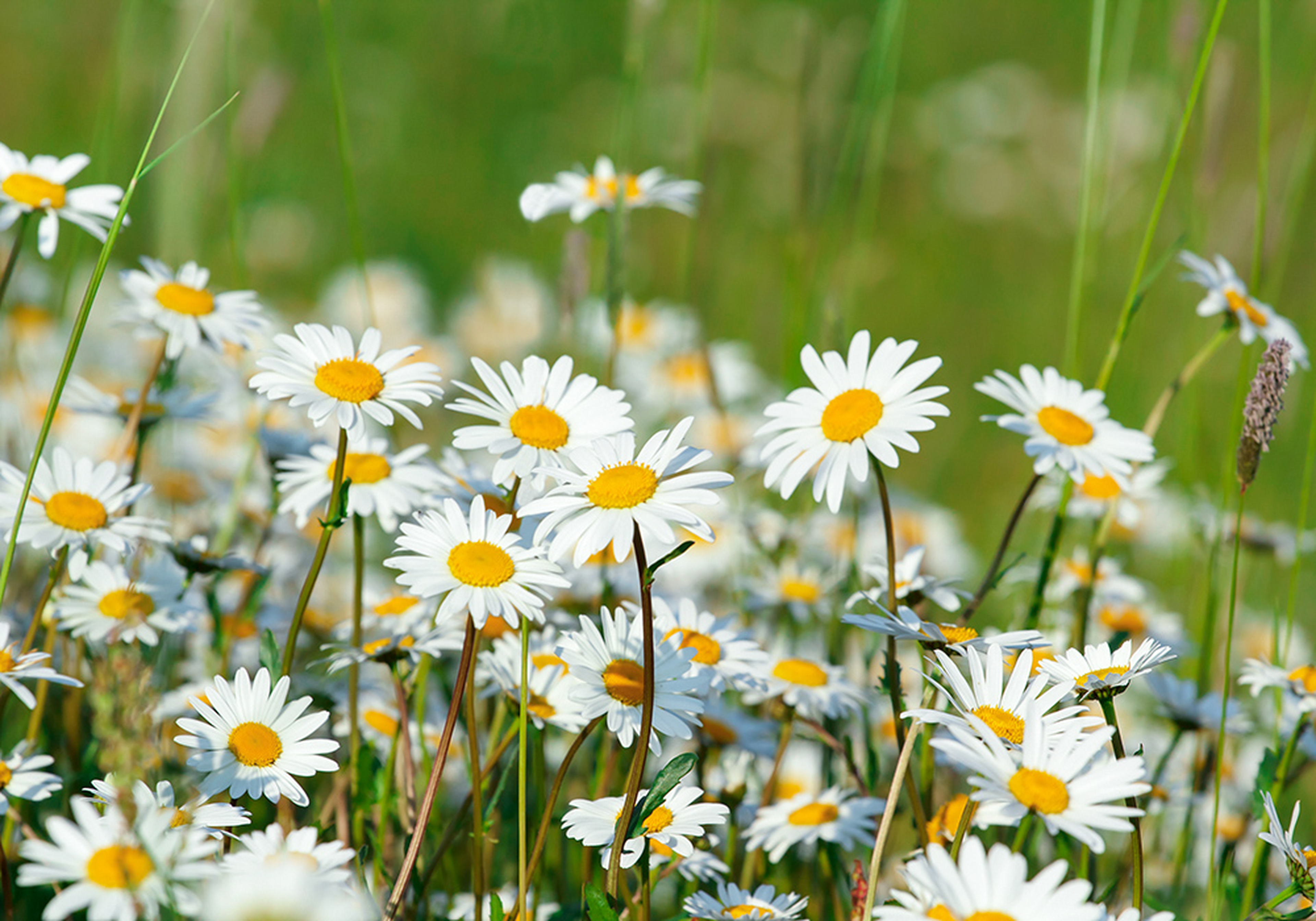 Gänseblümchen