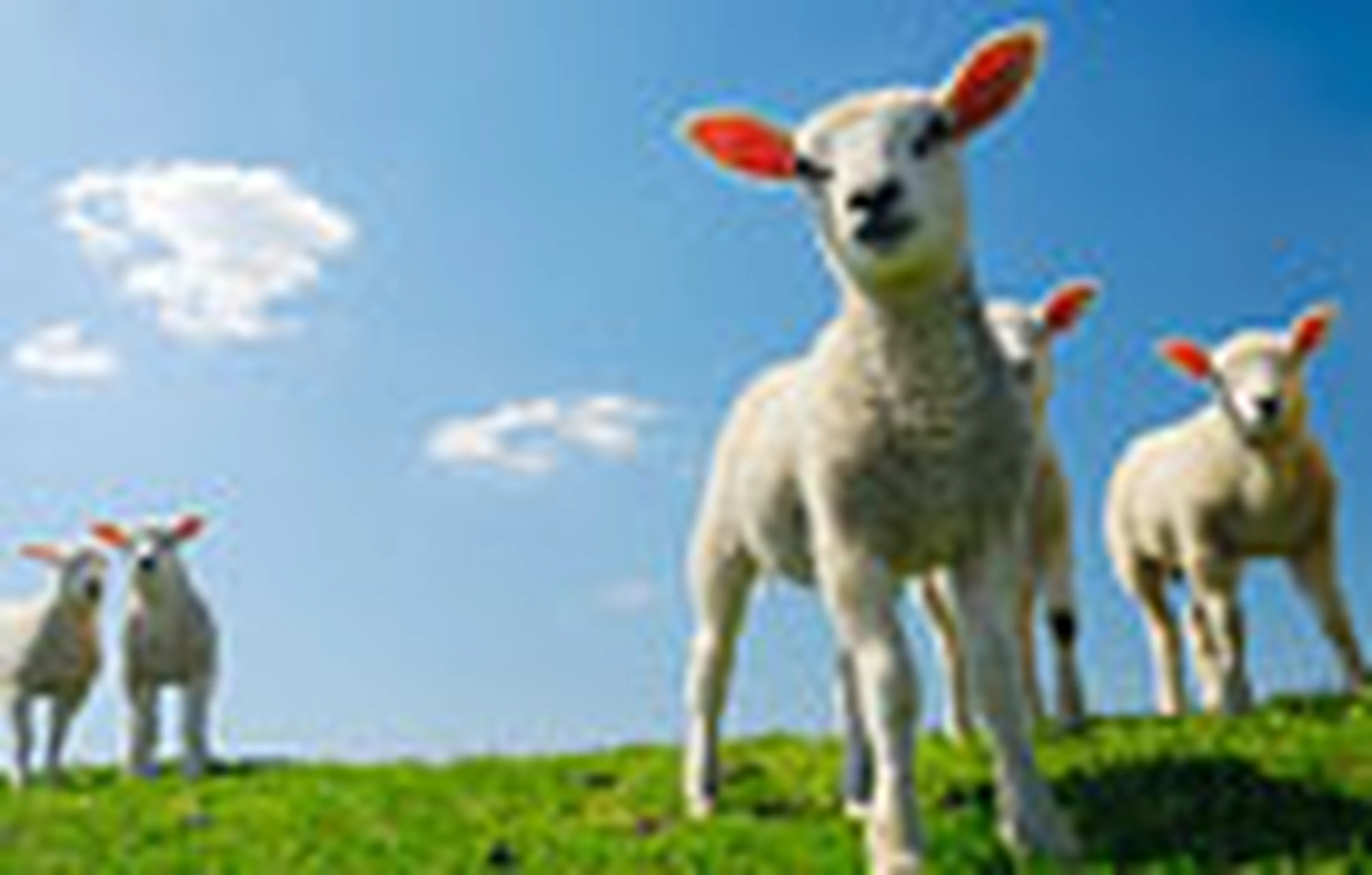 aaa