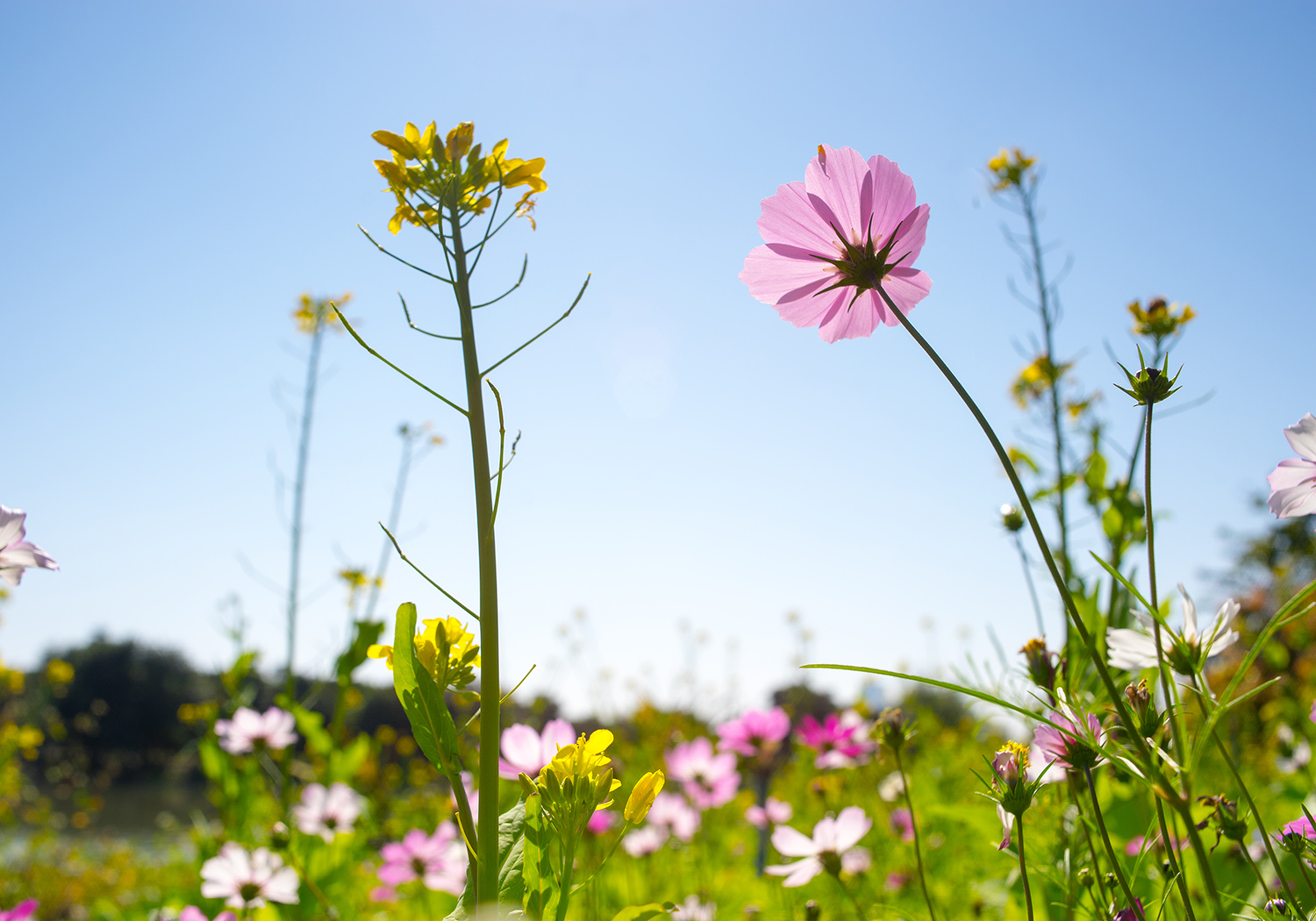 Blumen in Wiese mit Himmel