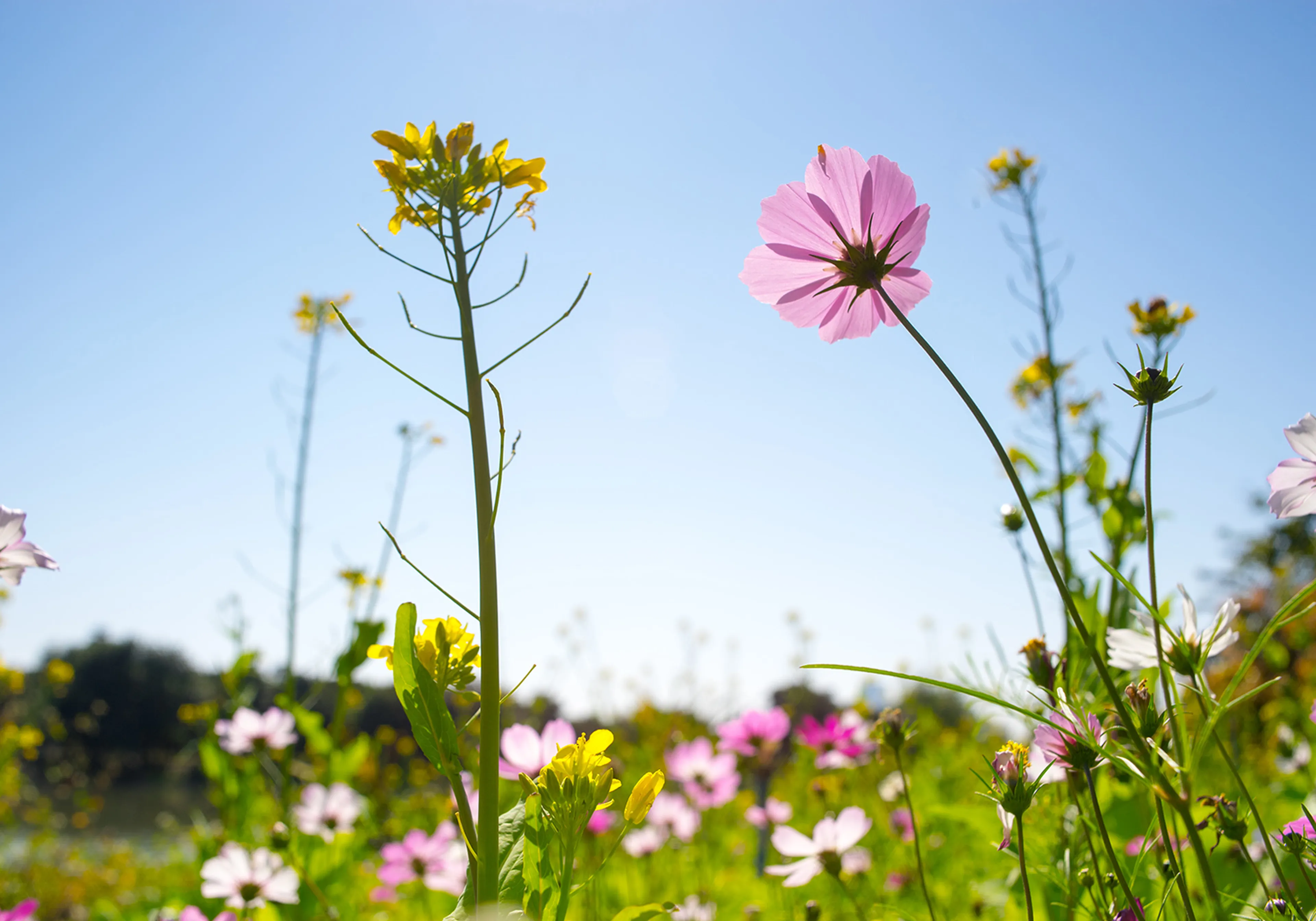 Blumen in Wiese mit Himmel