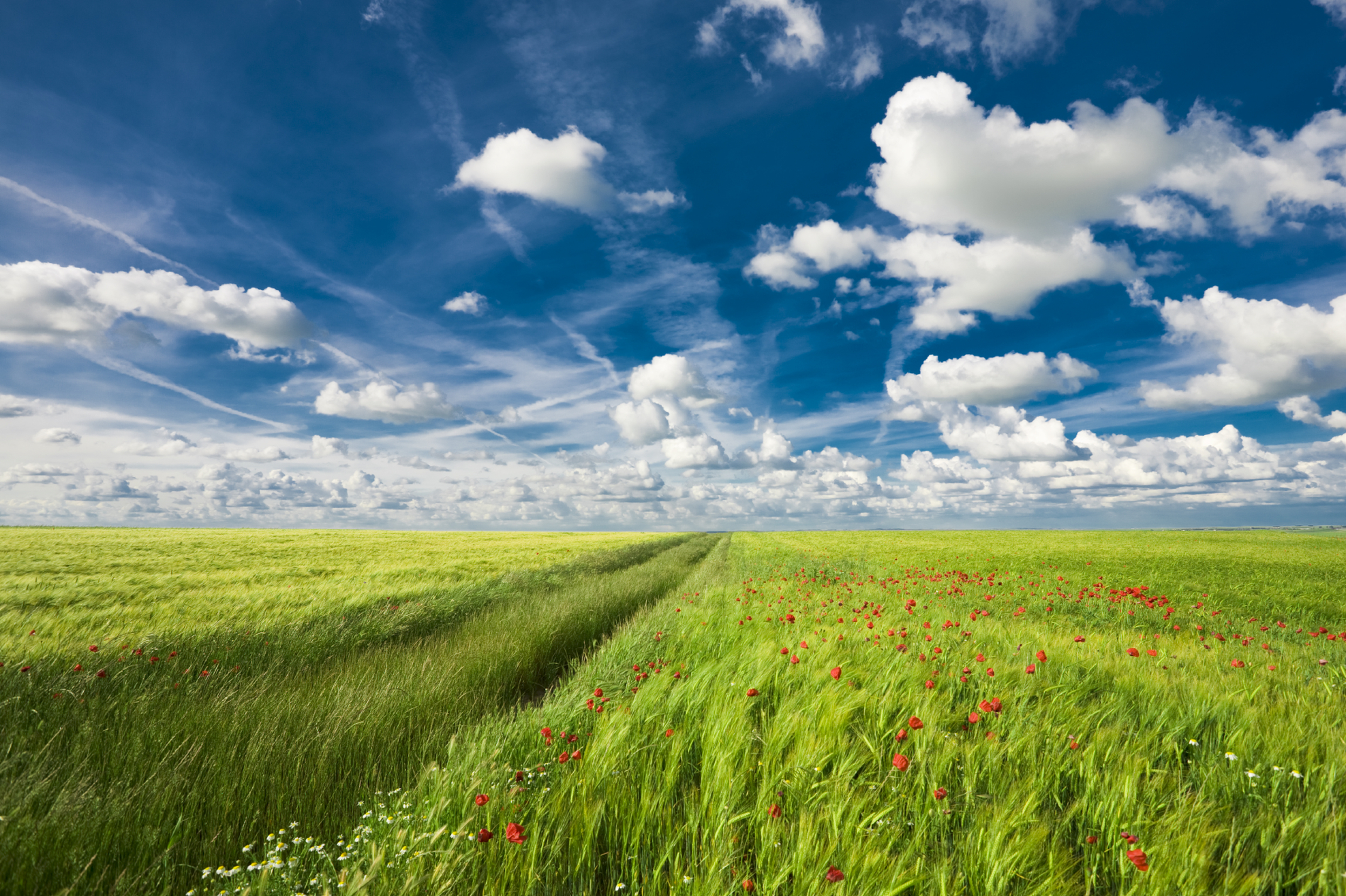 Landscape with wheat field and flowers