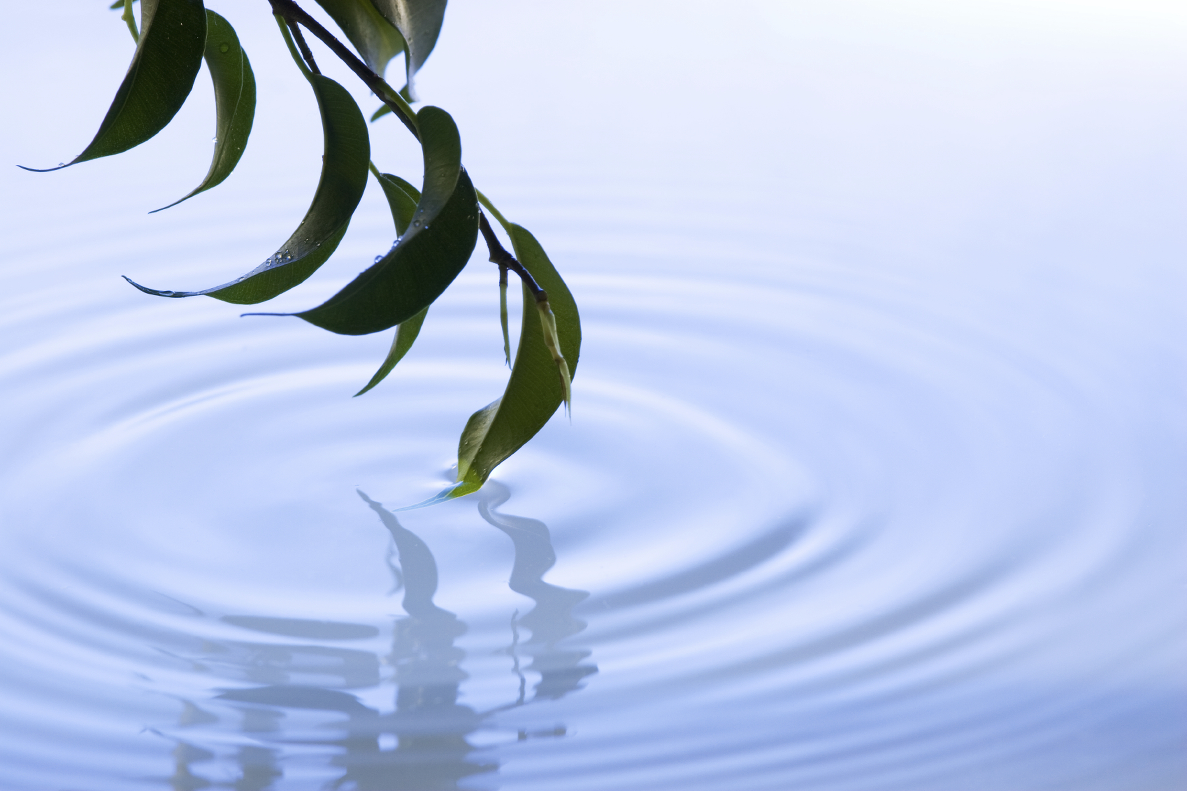 Leaves touching water