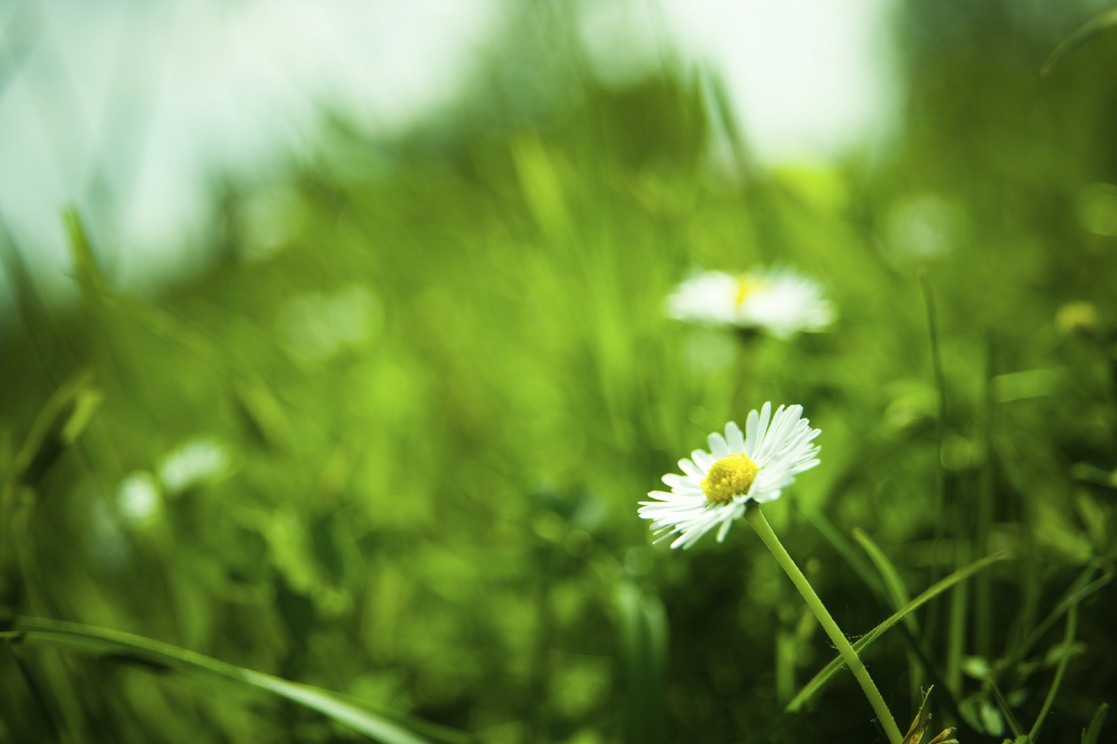 Daisies