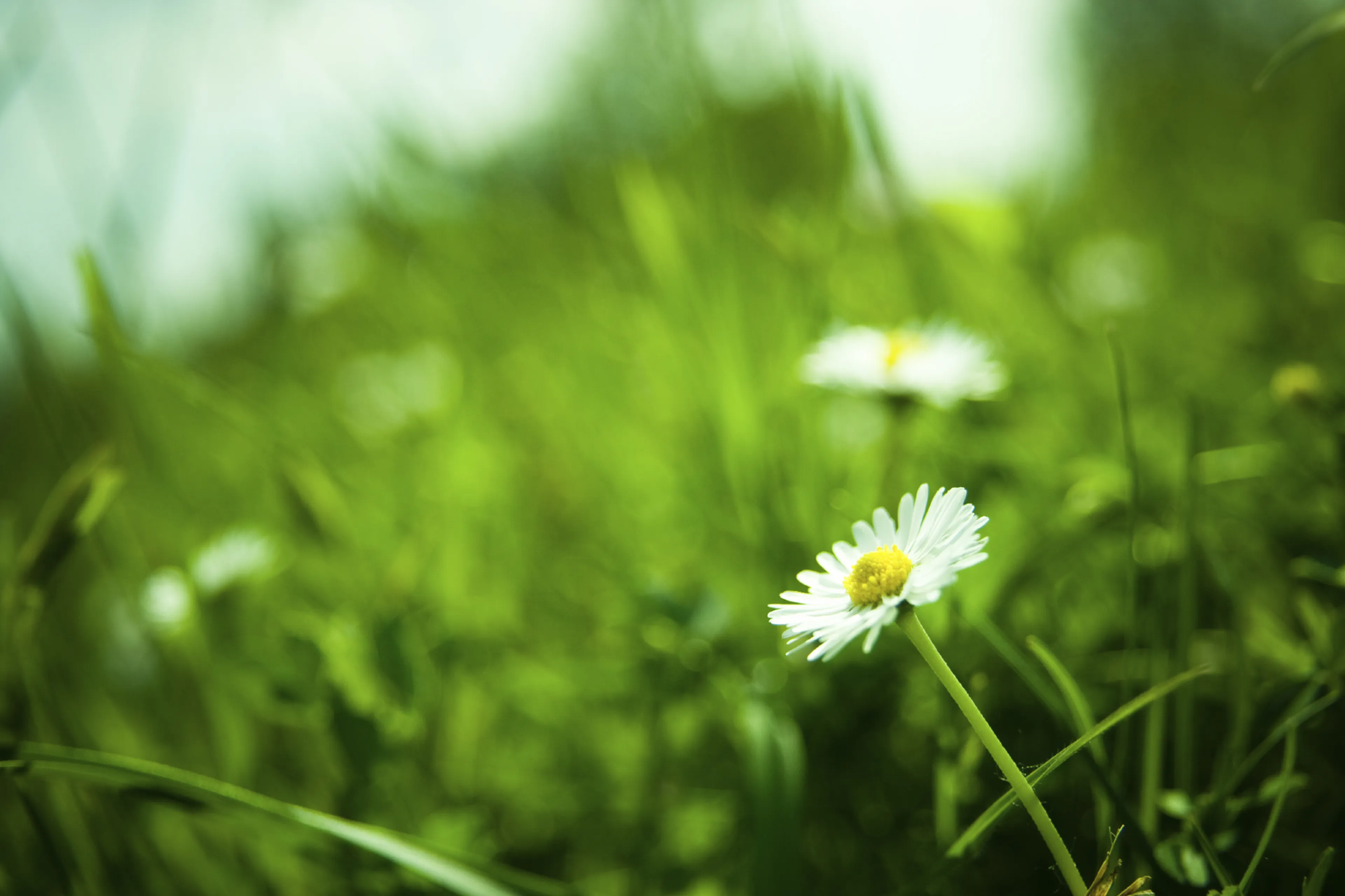 Daisies