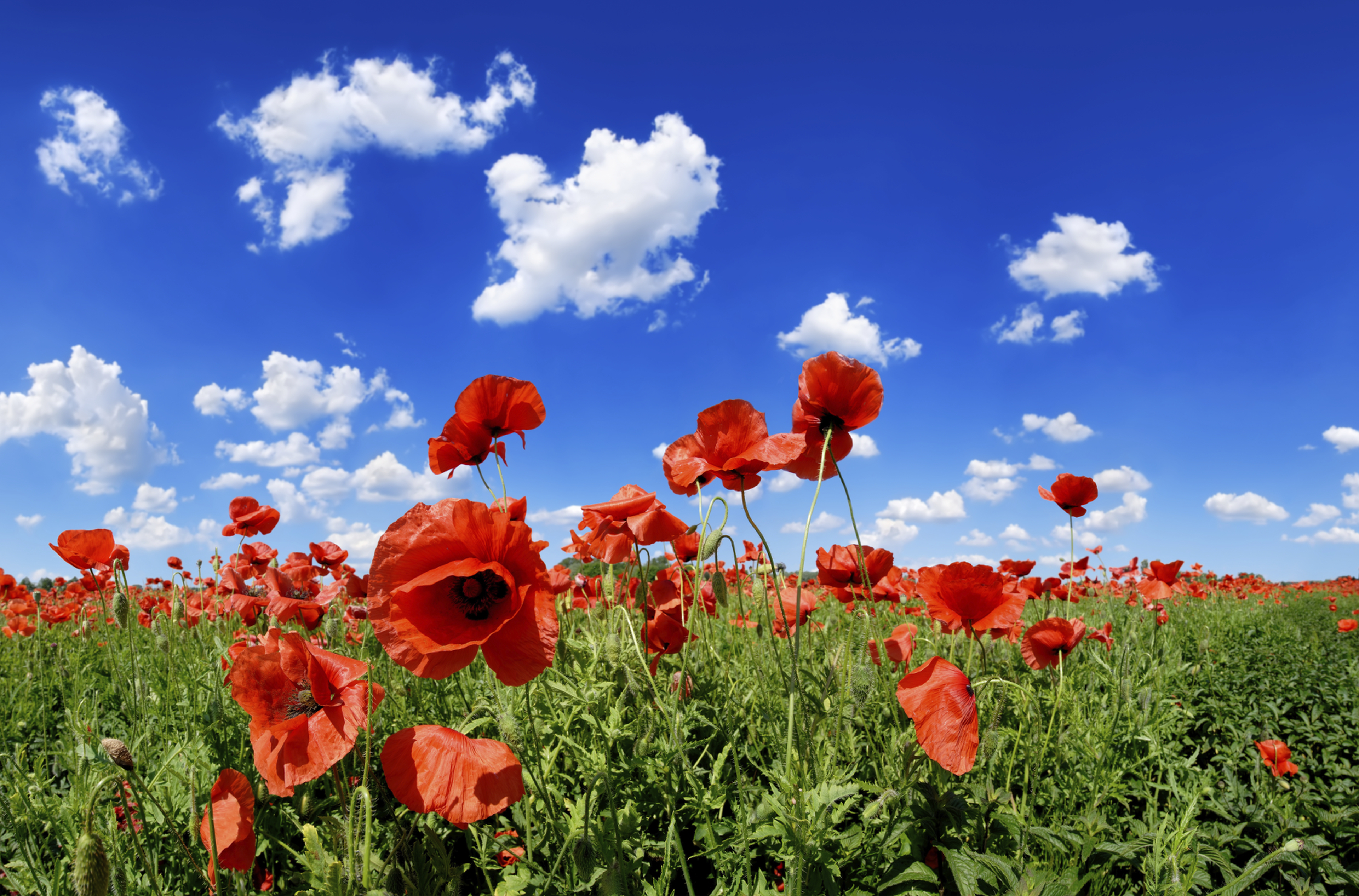 Poppy Flowers