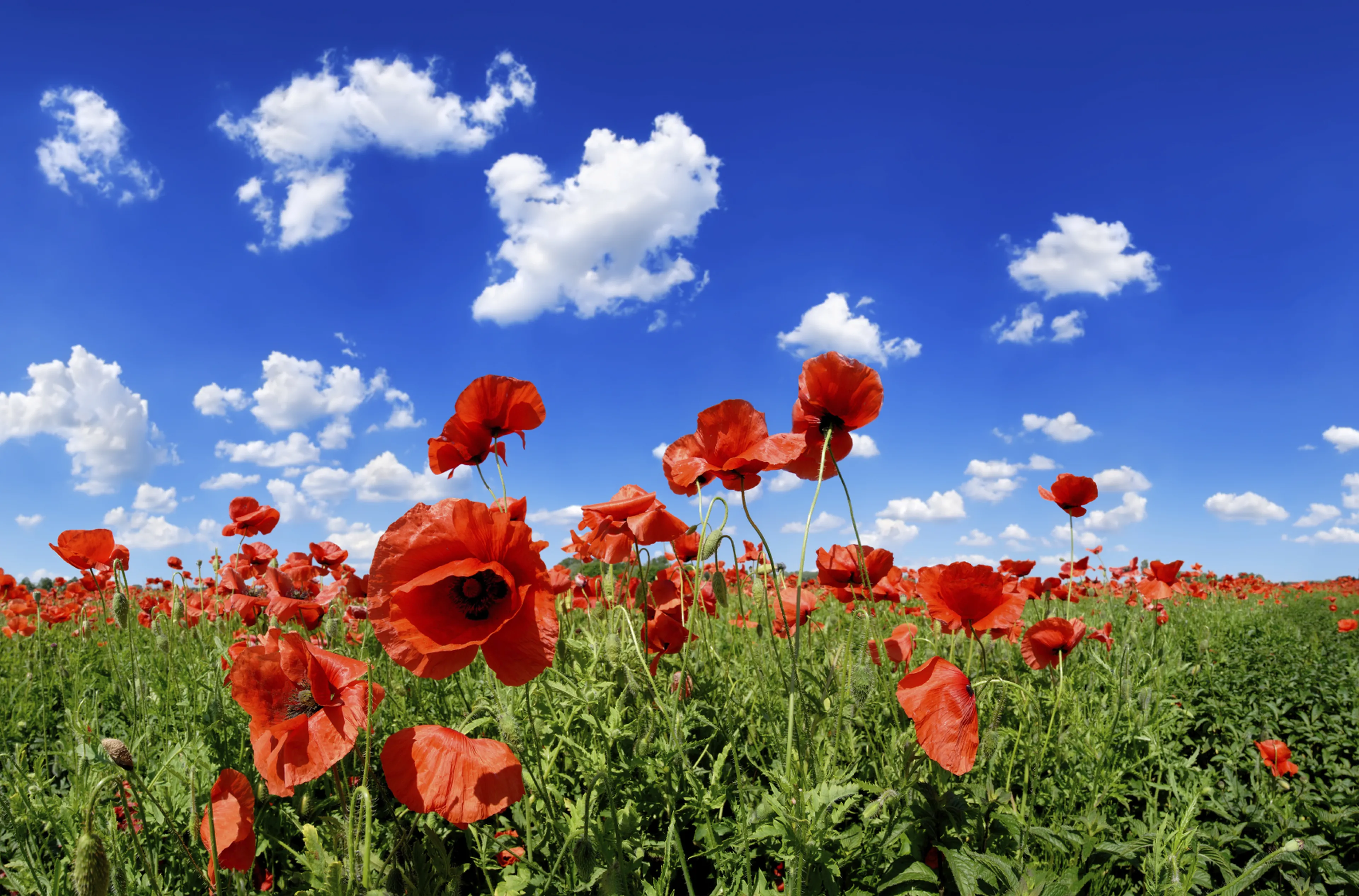 Poppy Flowers