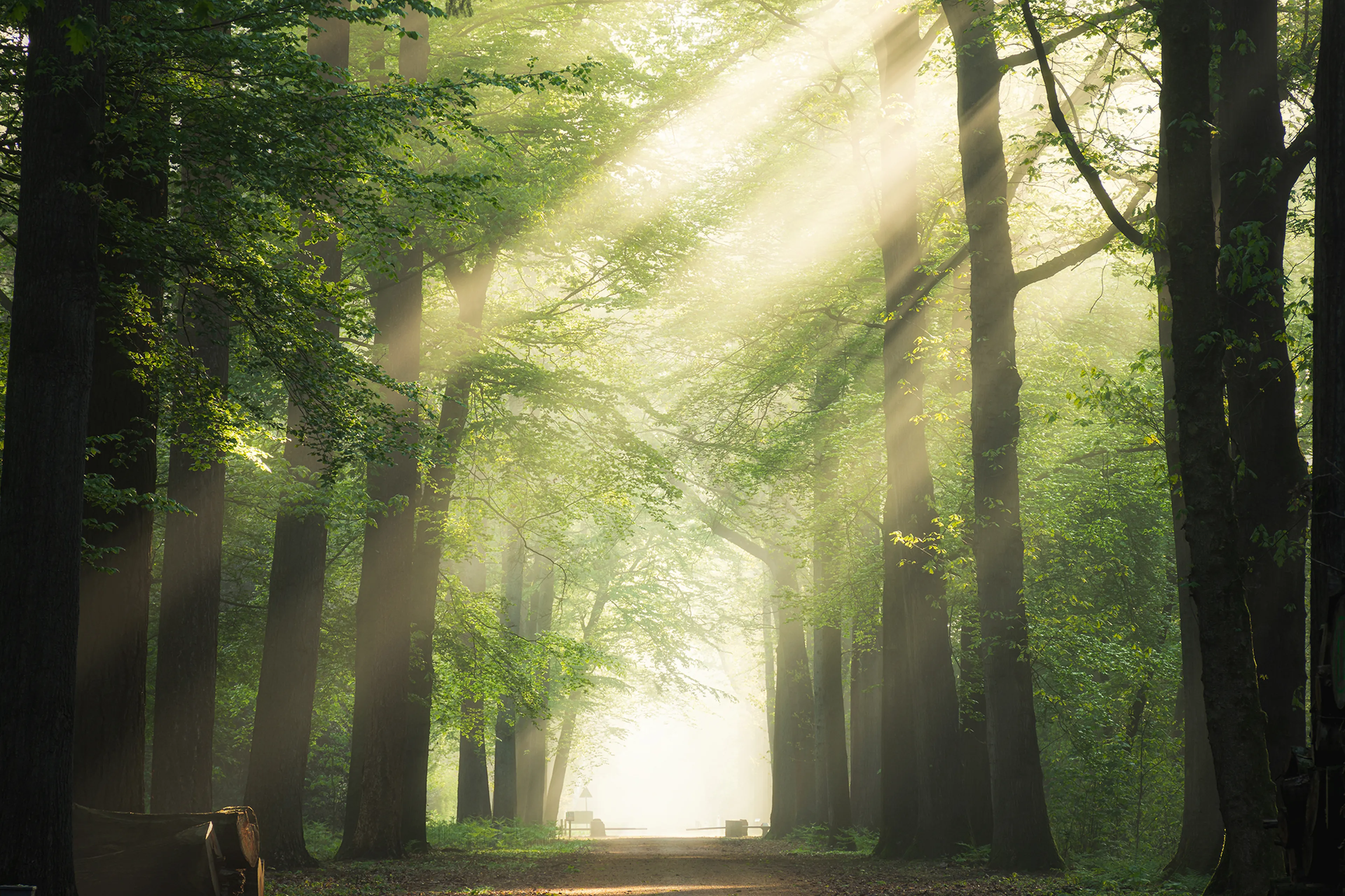 Wald-Lichtung Entwaldungsverordnung