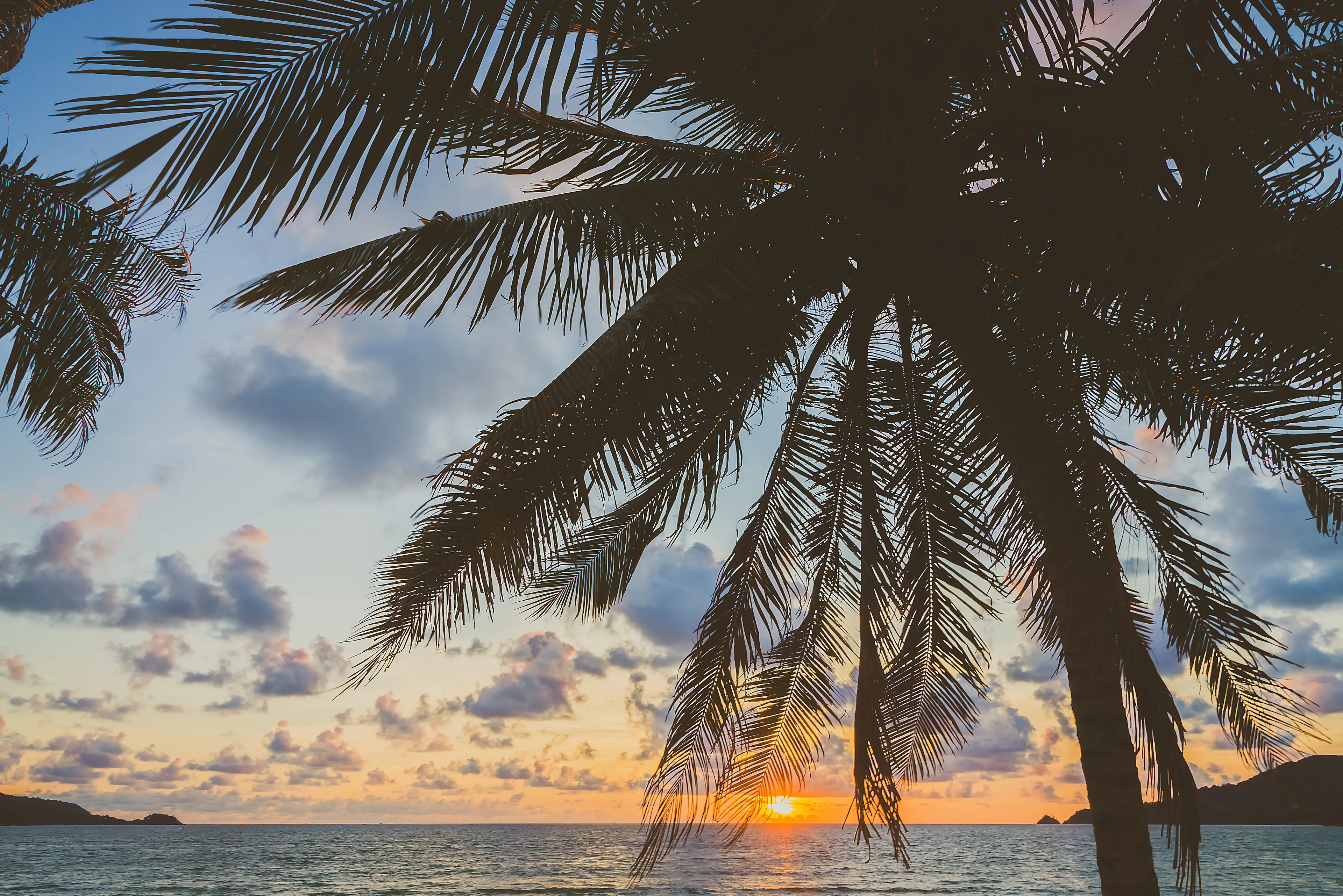 sunset with palm tree