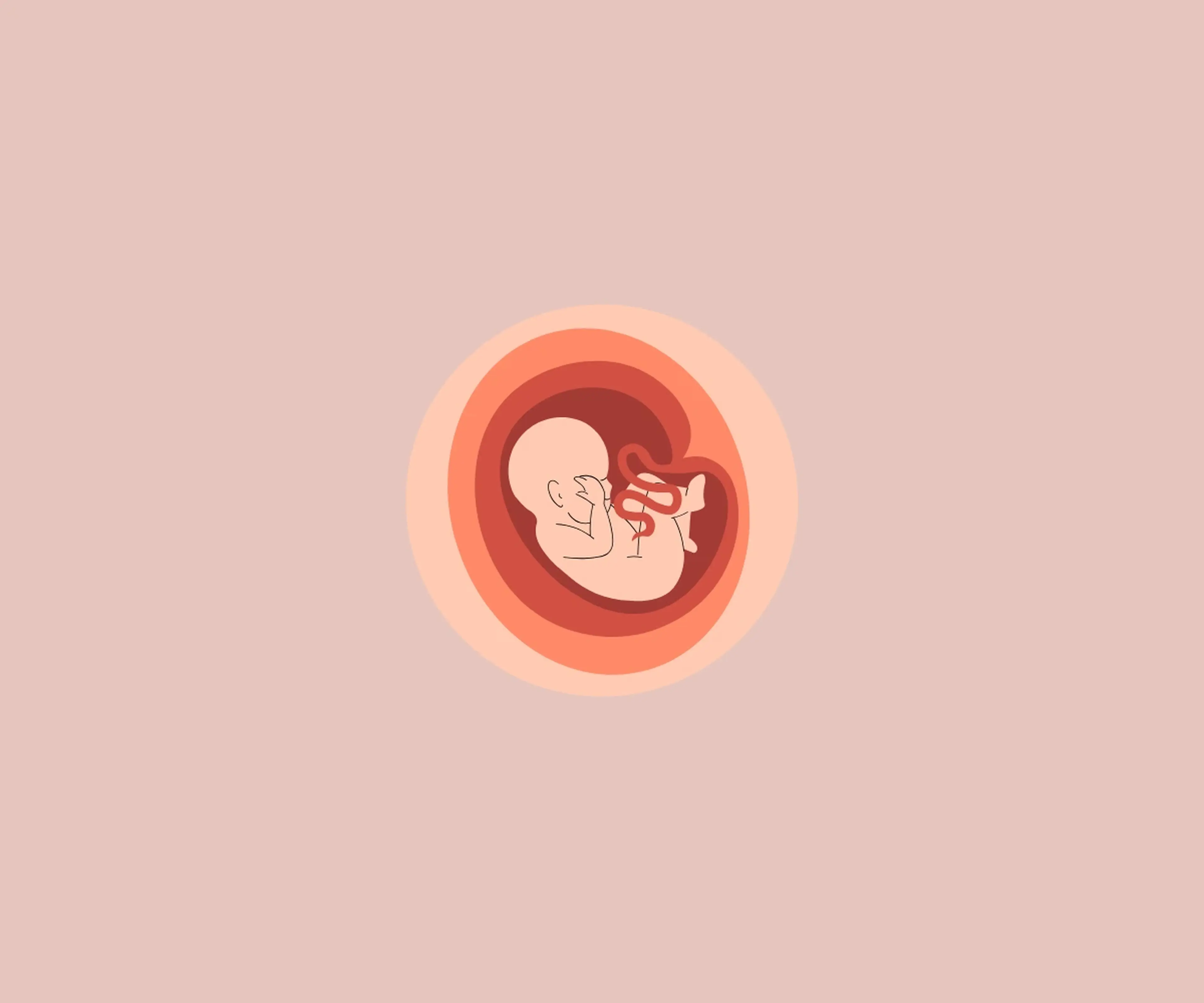 Minimalist illustration of a fetus with umbilical cord inside a womb, shown in soft pink and red tones on a blush background.