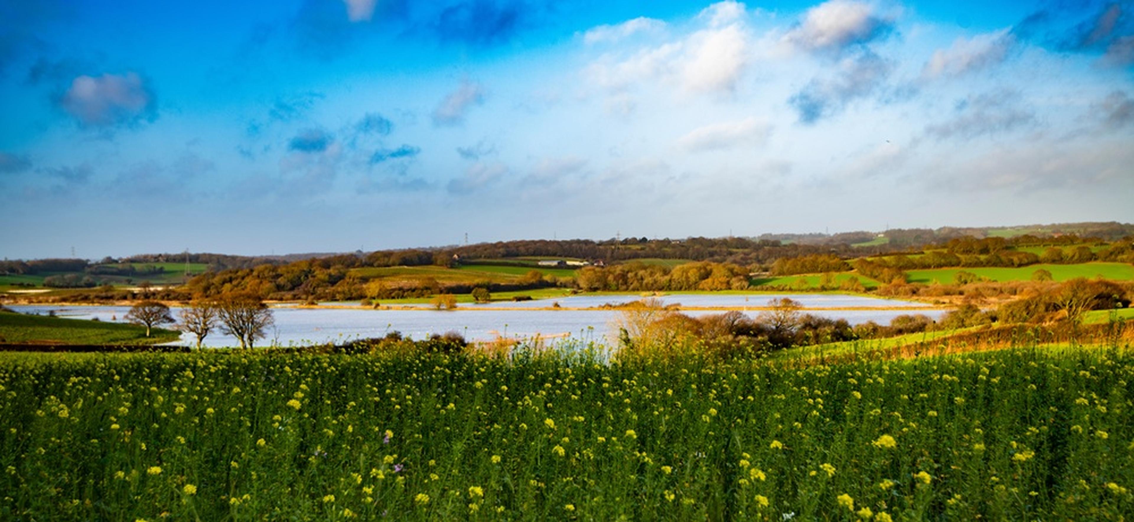 A scenic landscape with a lush field of yellow flowers andl lake