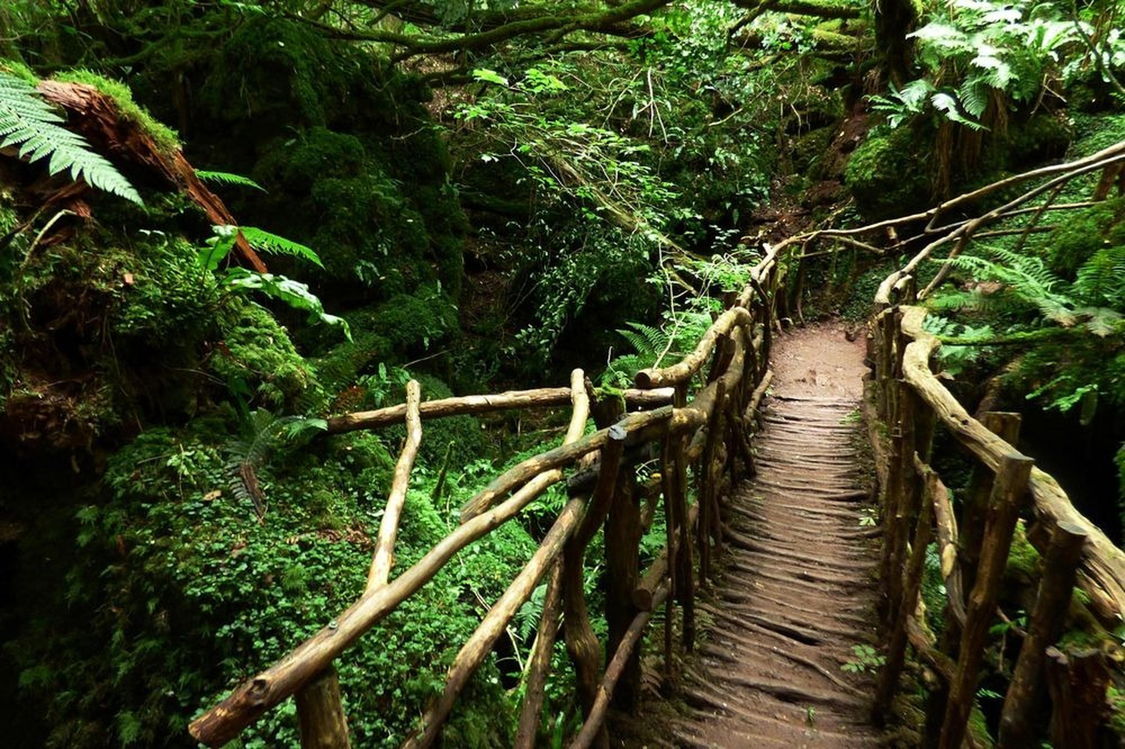 Narrow wooden bridge with rustic railings winding through dense, lush green forest with ferns and moss-covered ground.