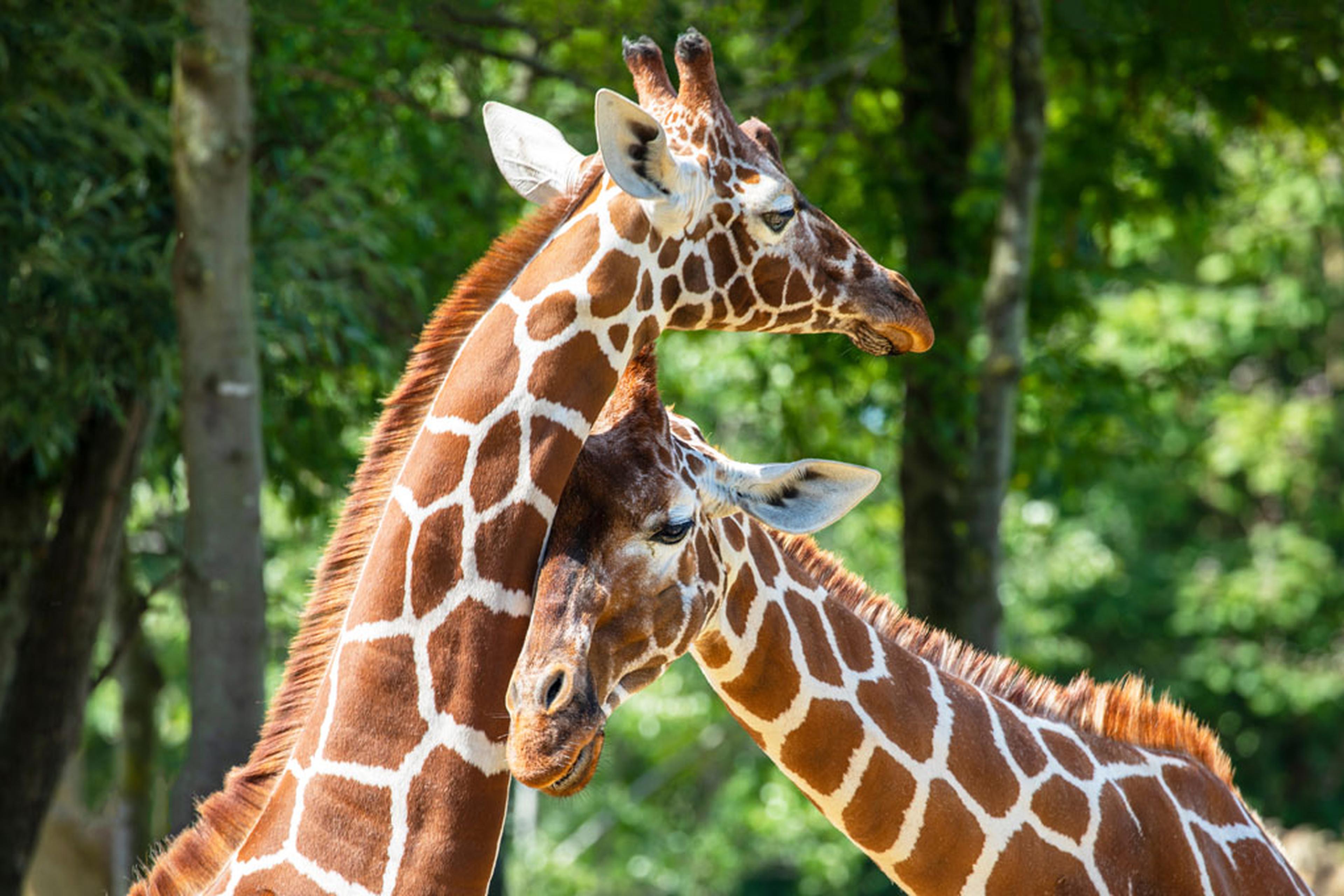 Giraffes at a zoo cuddling.