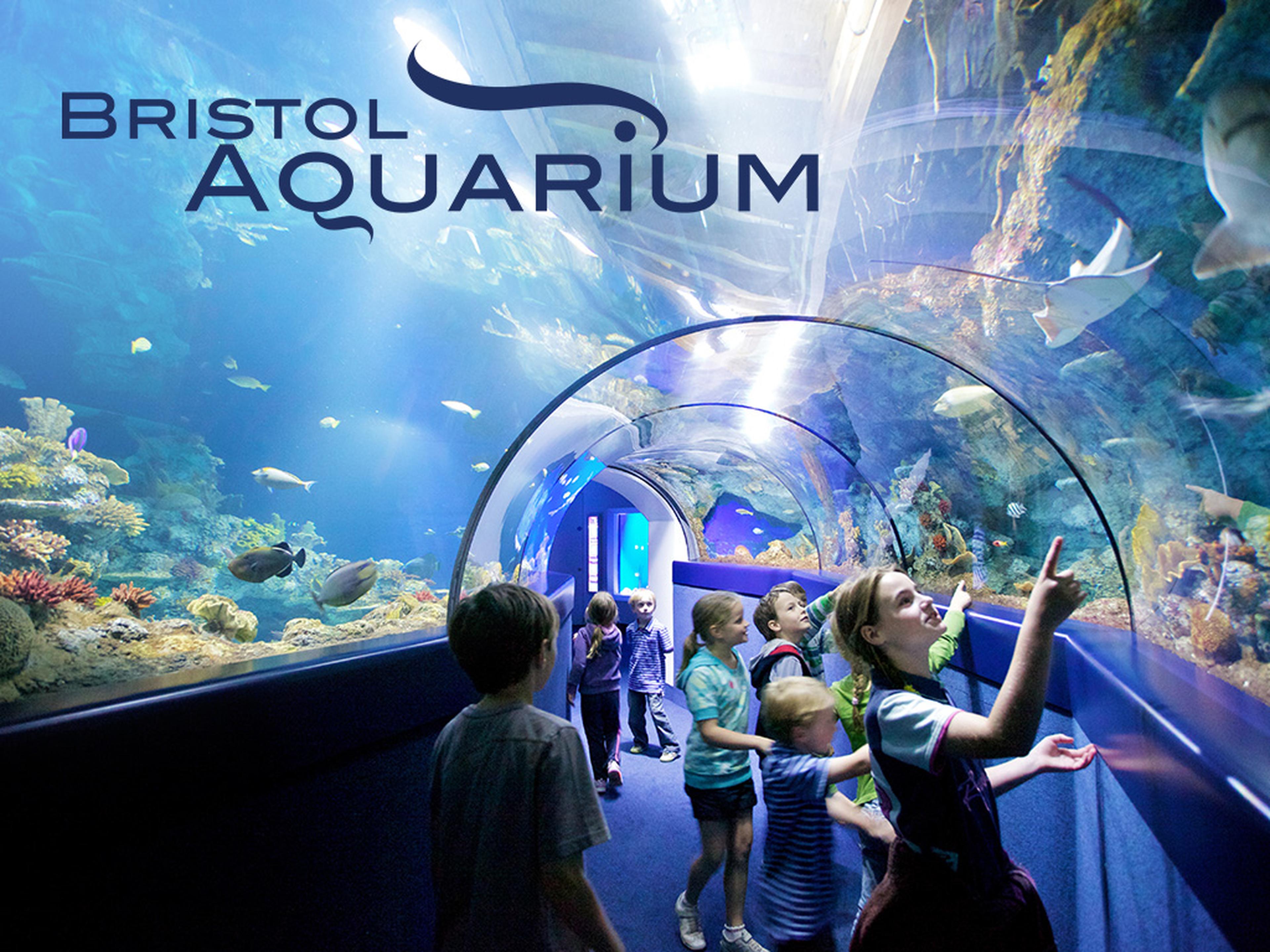 Children explore an underwater tunnel at Bristol Aquarium, surrounded by vibrant marine life and coral.