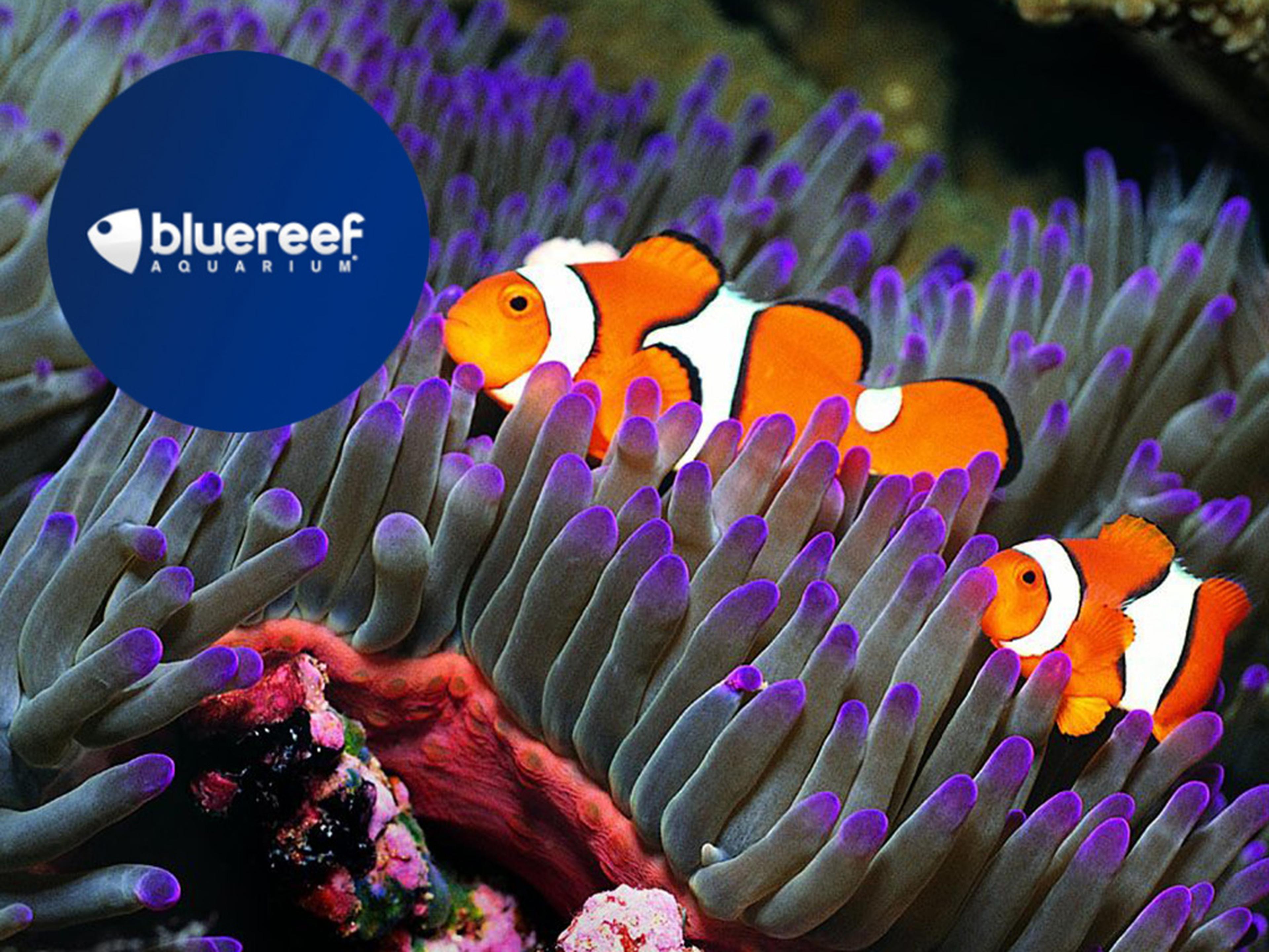 Two clownfish swim among vibrant sea anemone tentacles with purple tips. A "Blue Reef Aquarium" logo is in the top left corner.