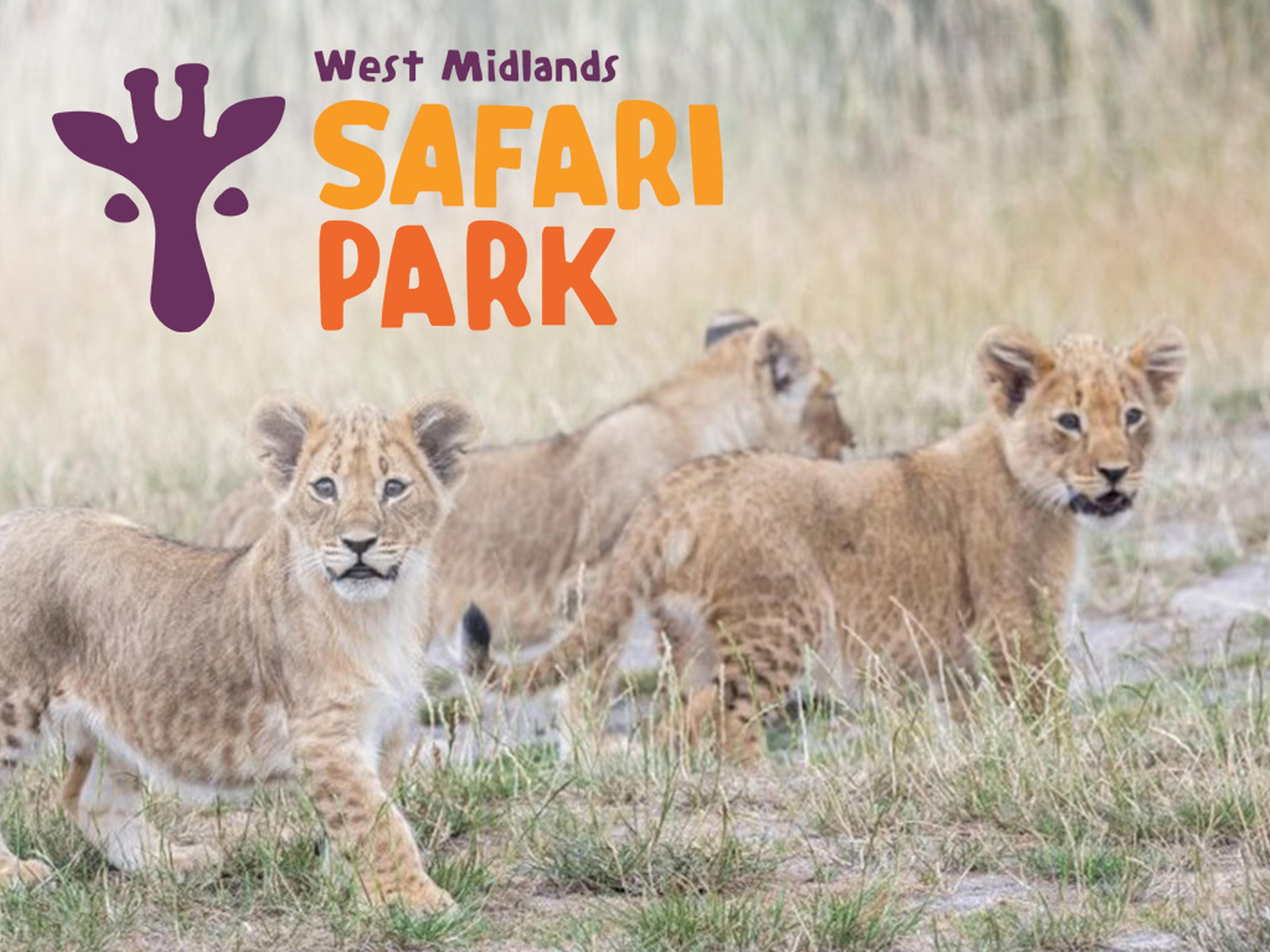 Three lion cubs in grass at West Midlands Safari Park, with a giraffe logo at the top left.