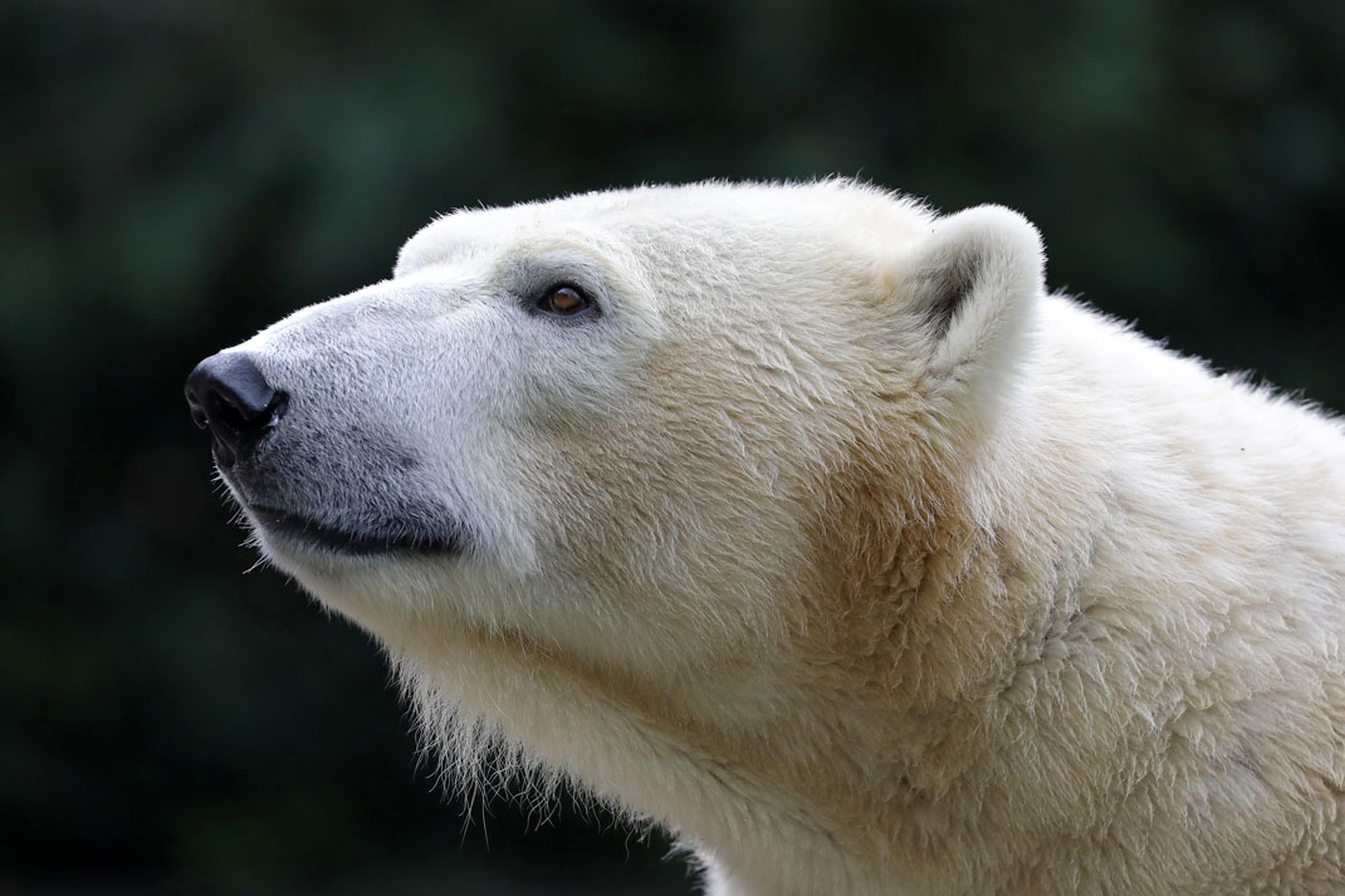 Polar bear from the Yorkshire Wildlife Park.