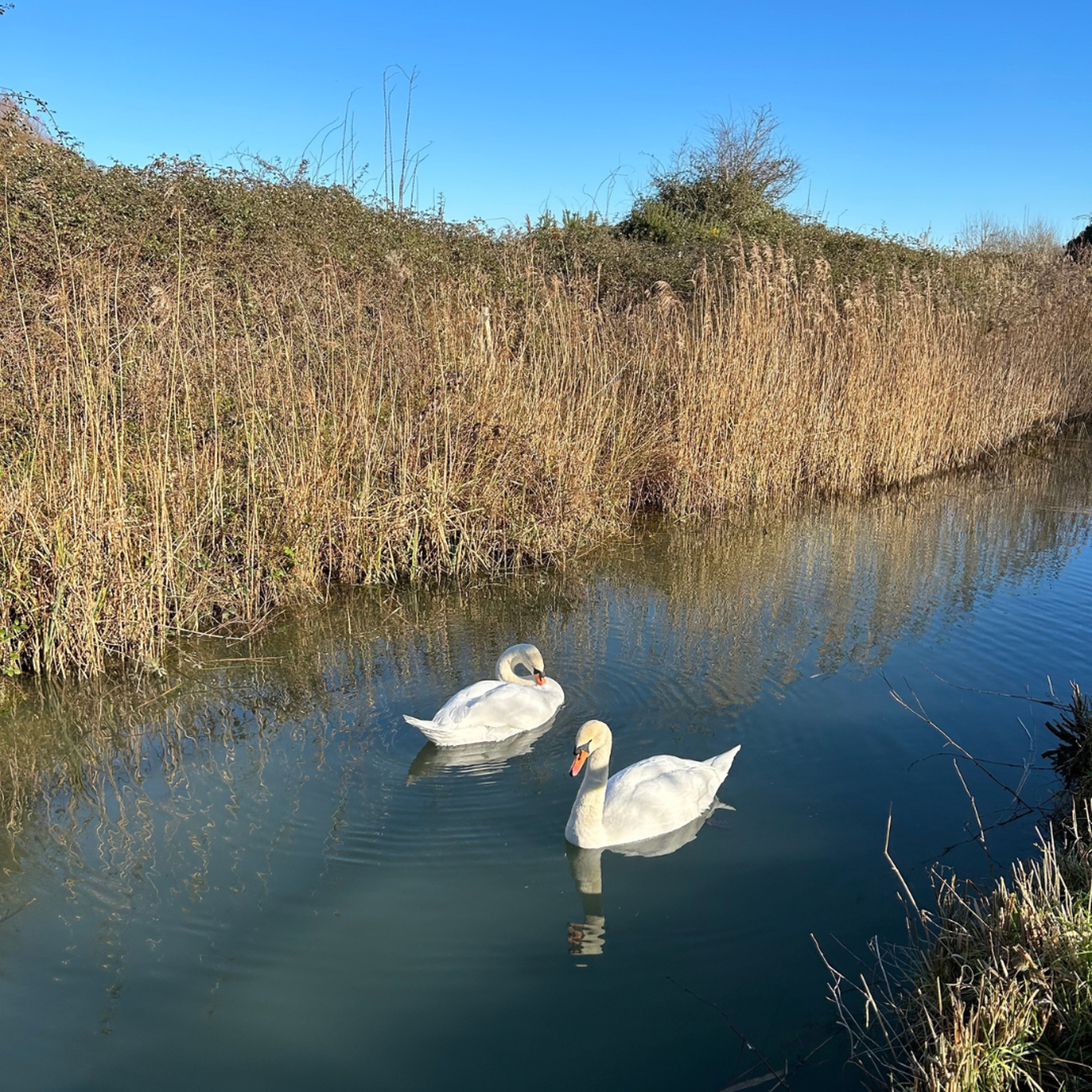 Two white mute swans glide on calm, still water beside a bank of tall golden reeds, under a clear blue sky. One swan preens its feathers, and their reflections shimmer in the water.