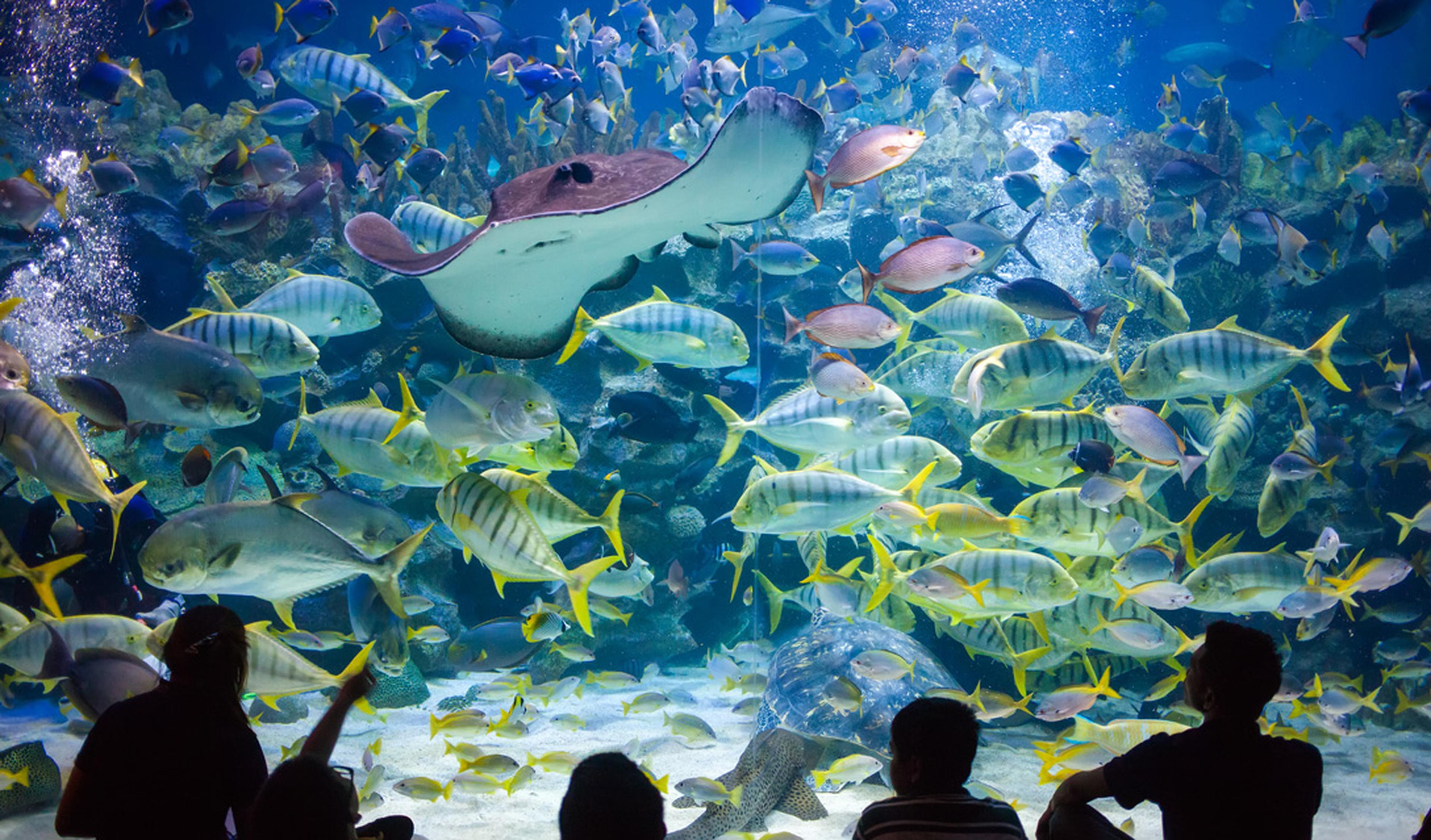 People looking into a tank of sea life creatures.