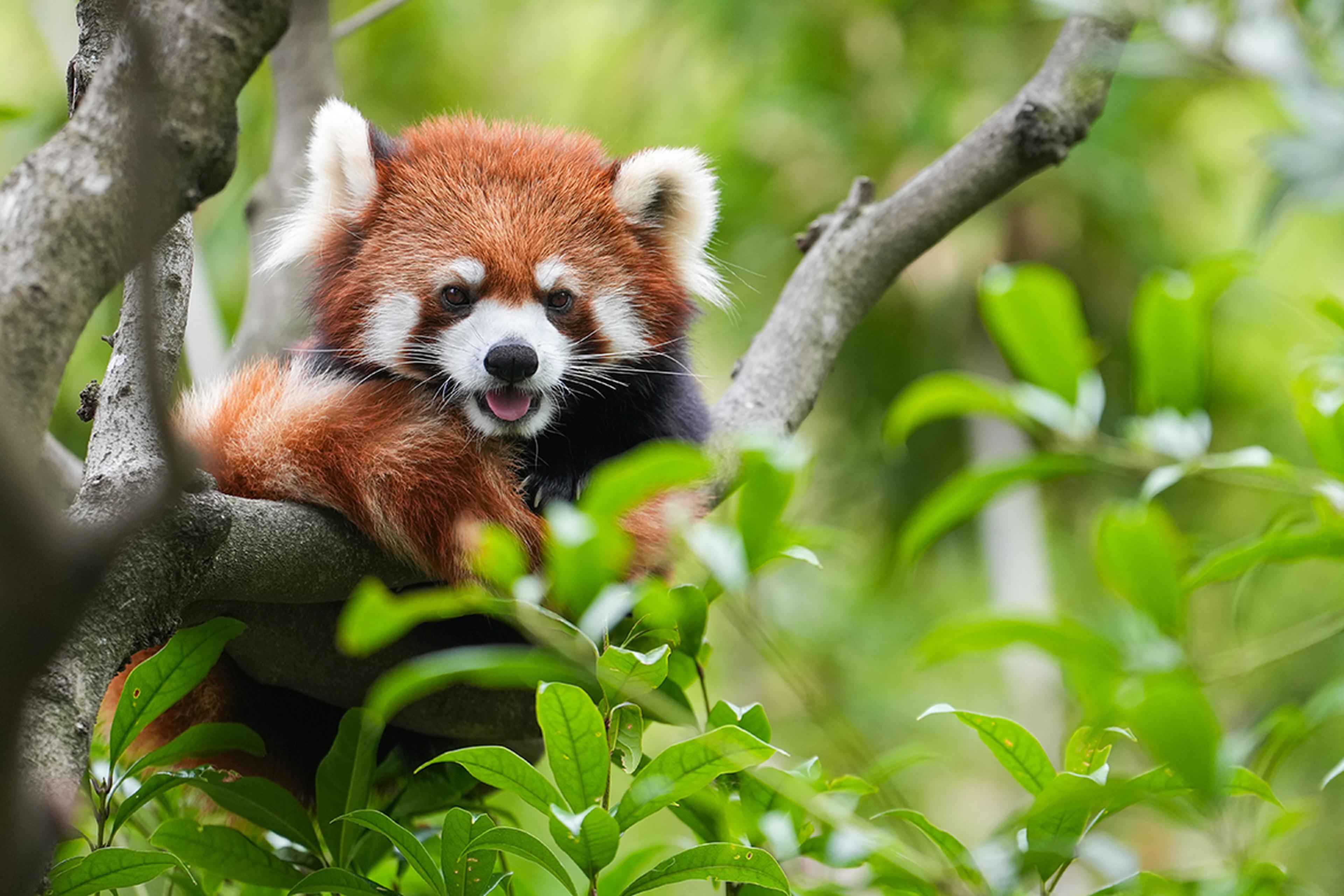 Image of Red Panda