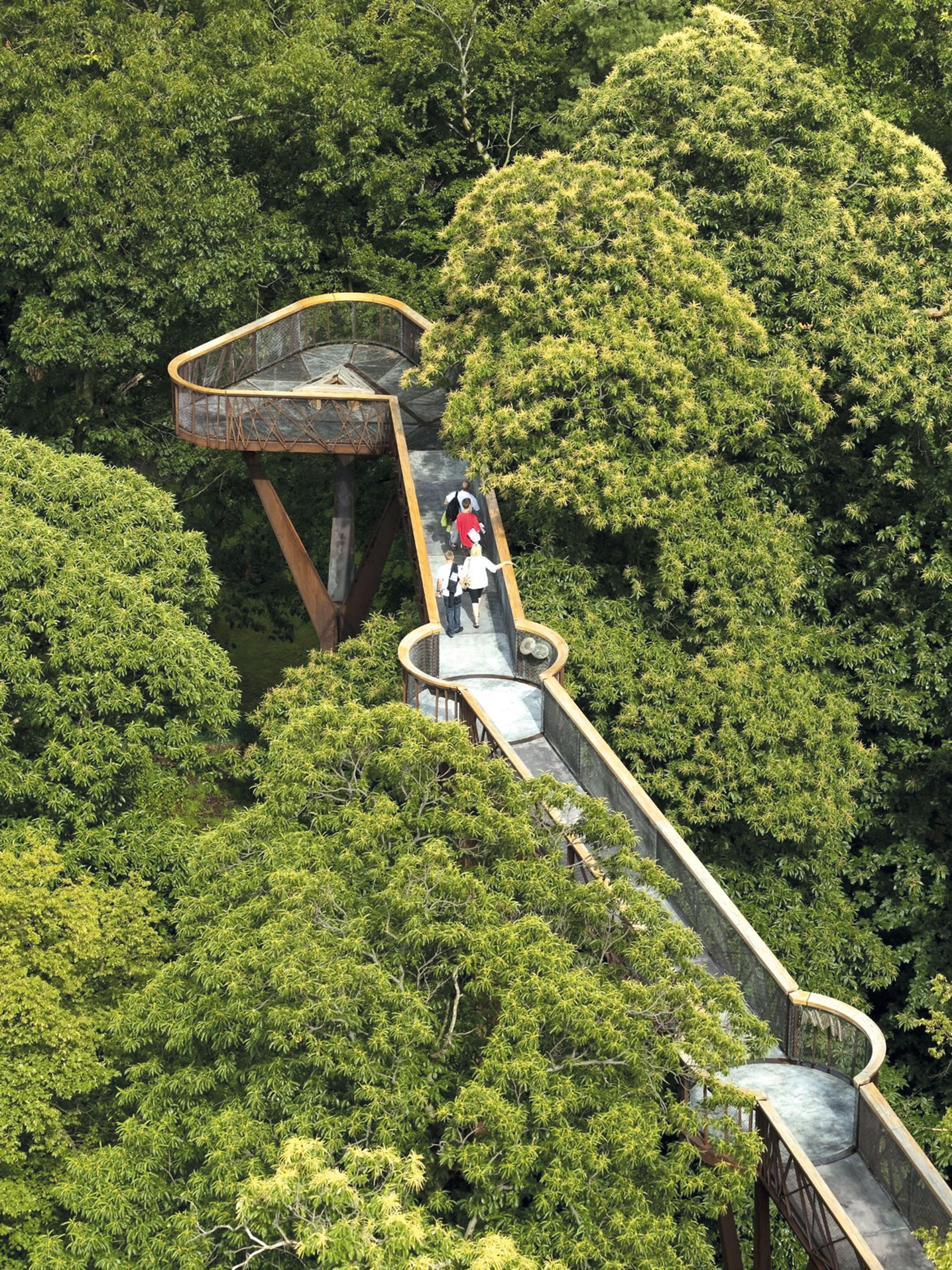 Ariel view of Tree Bridge at Kew Gardens