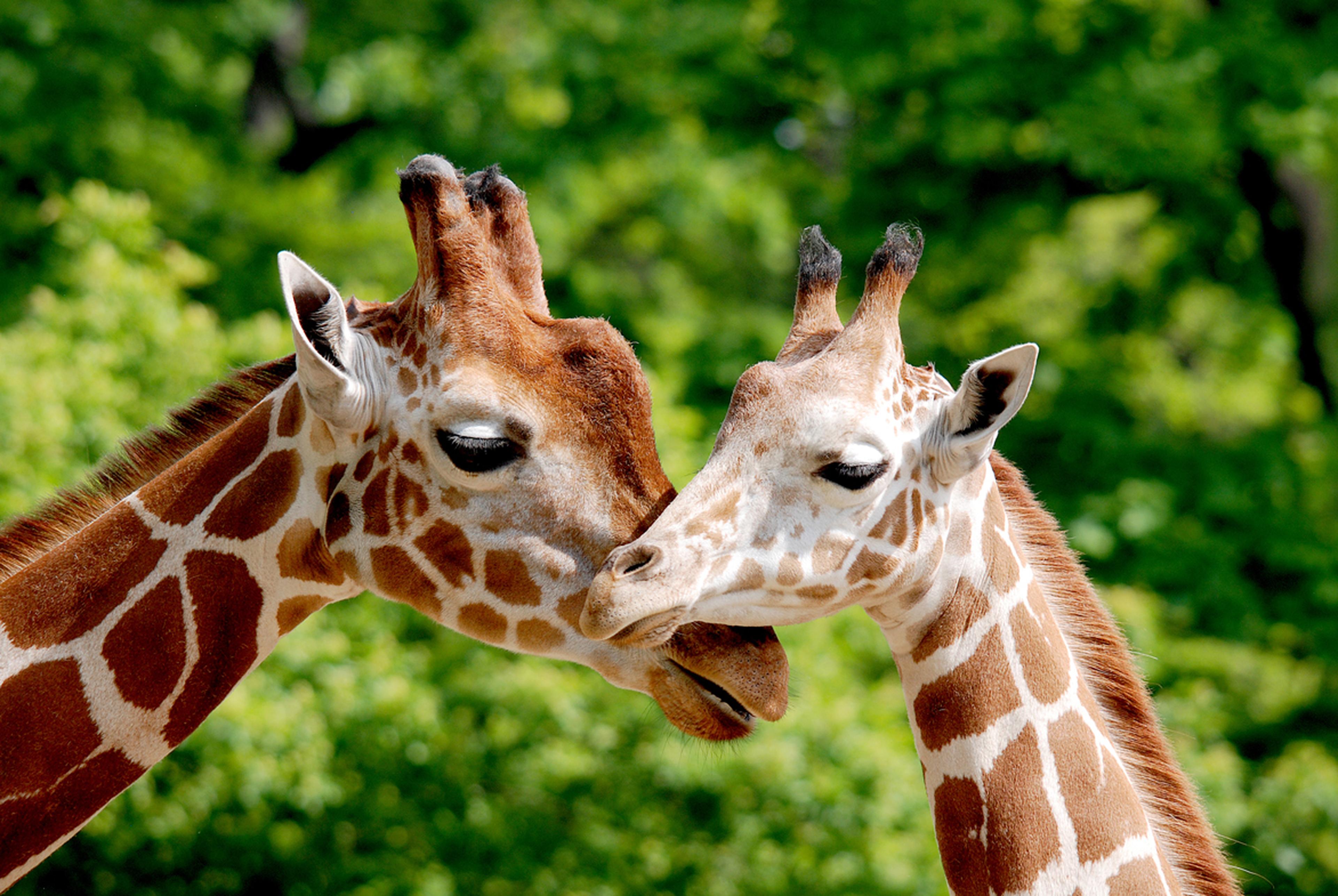 Image of two giraffes at Chessington