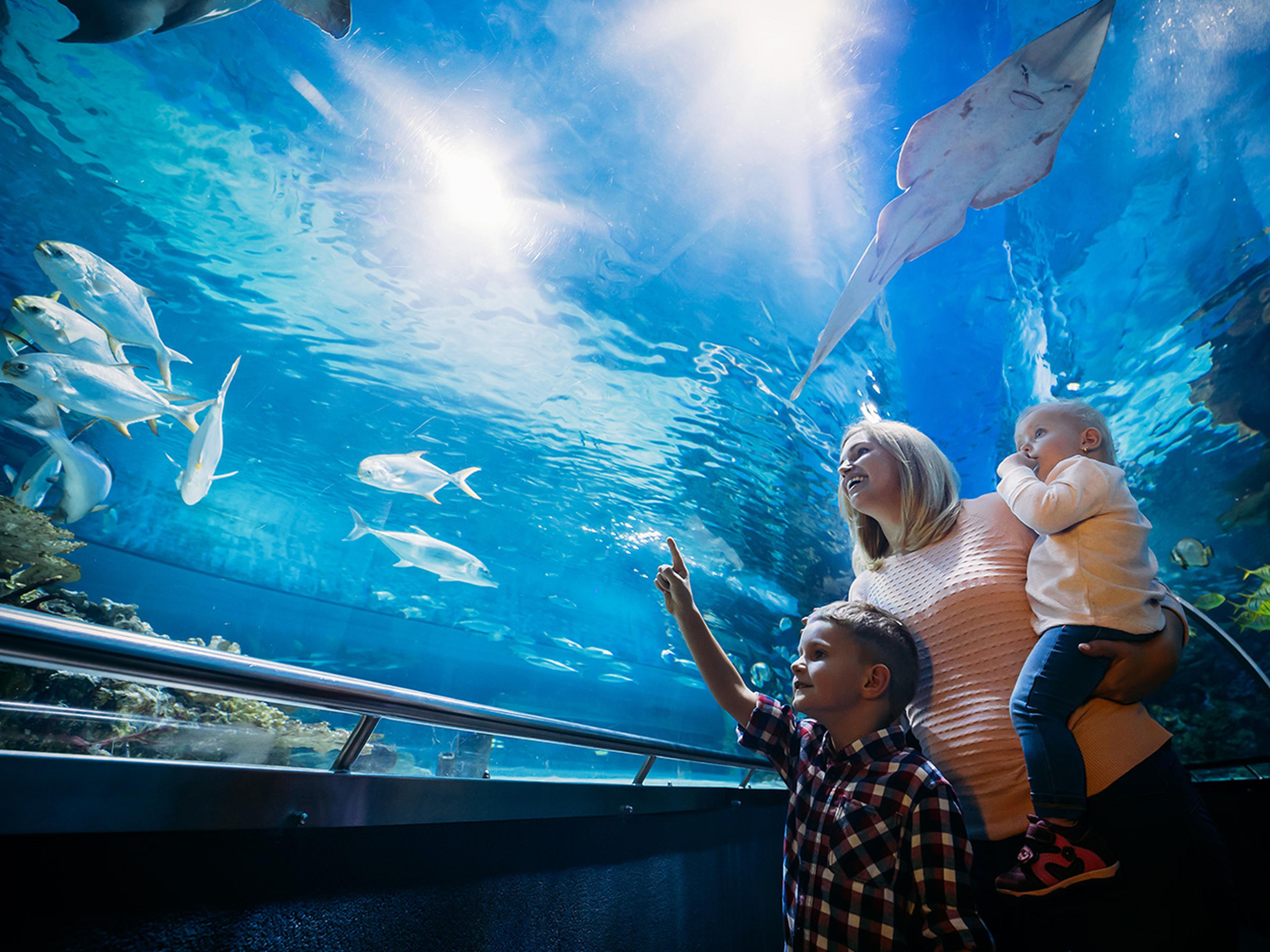 A woman holds a child while another child points at fish swimming above in a large aquarium tunnel. Bright blue water and marine life surround them.
