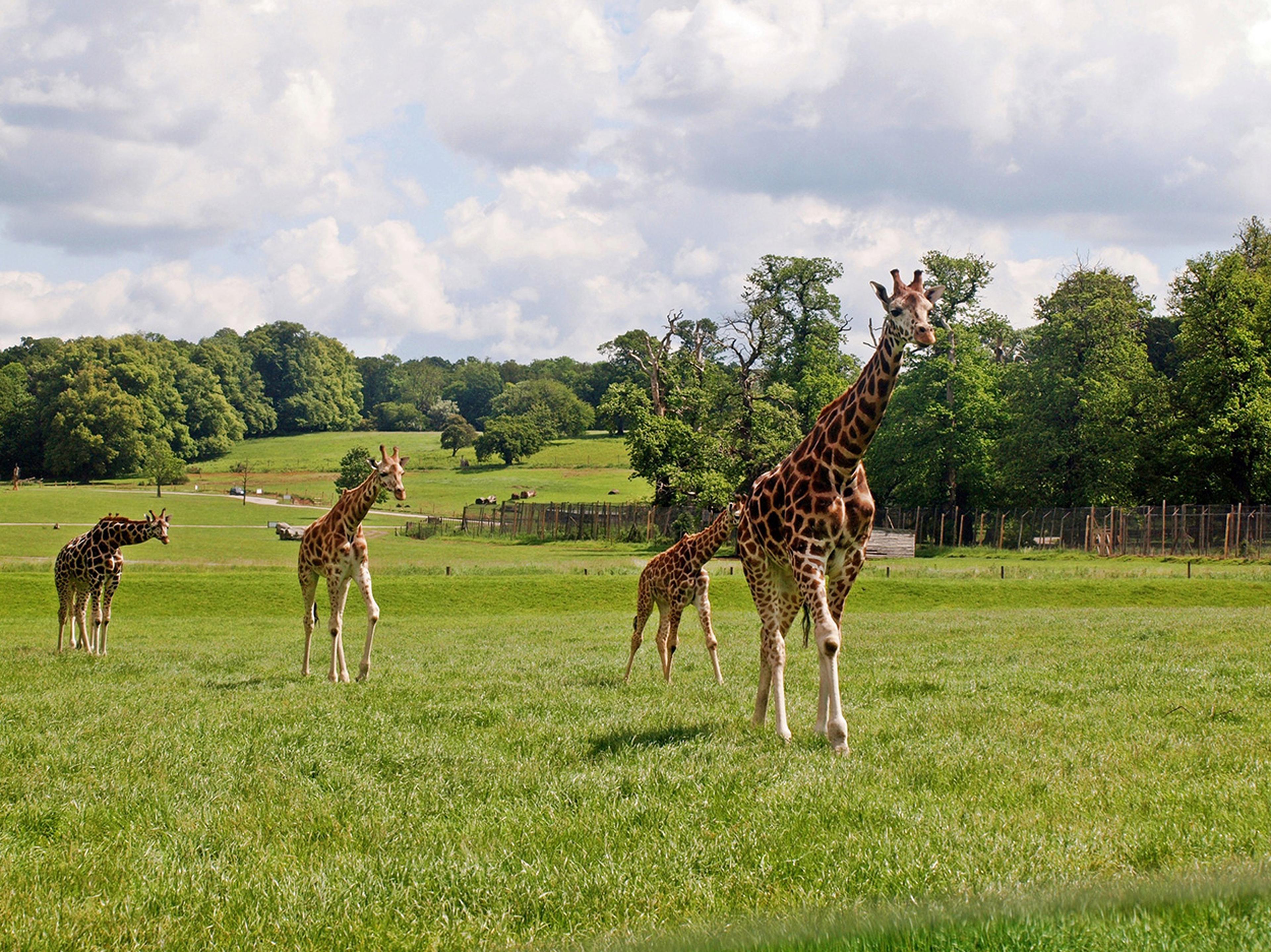 Four giraffes walking on a lush green field, surrounded by trees and a partly cloudy sky in the background.