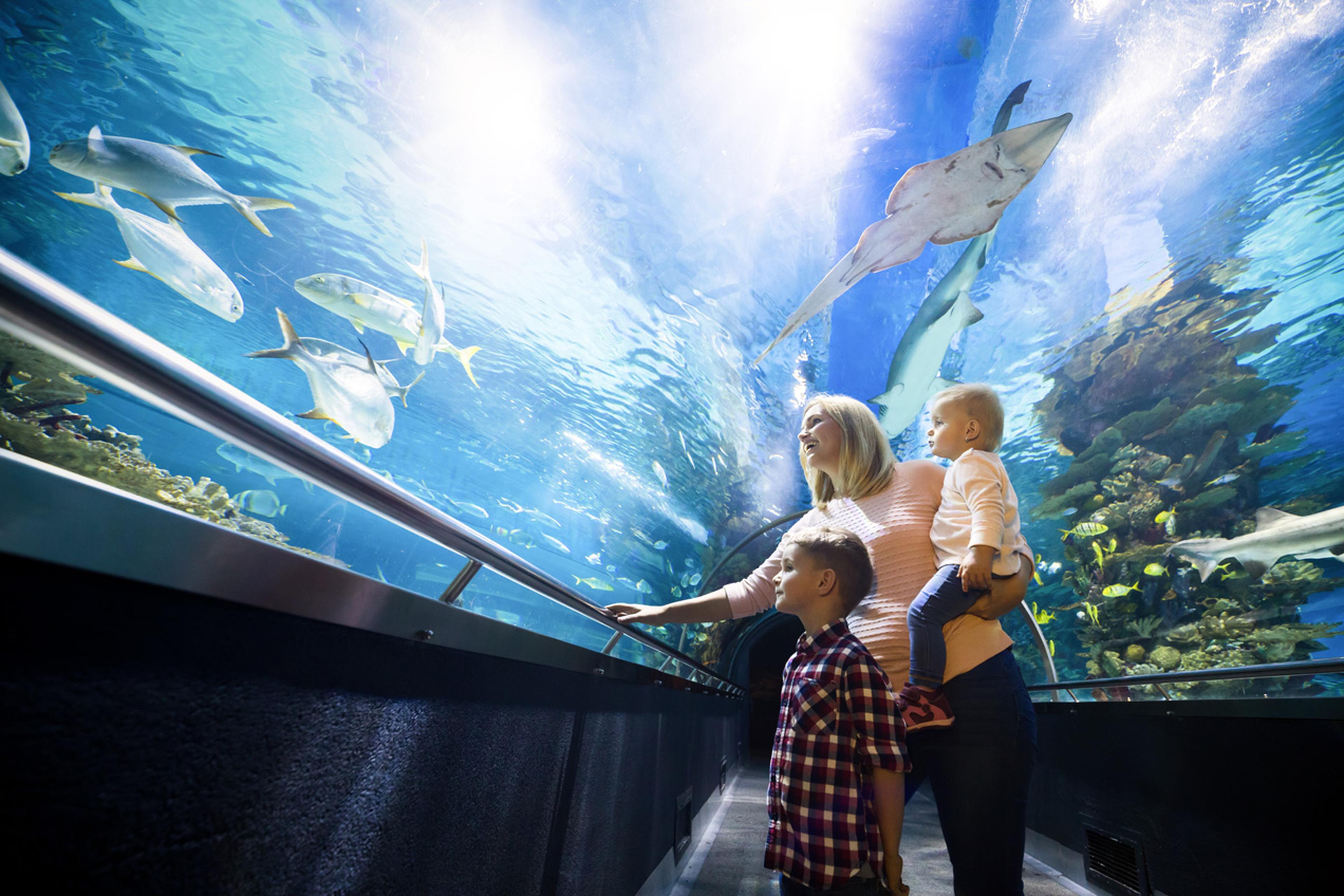 Family looking at fish in an aquarium