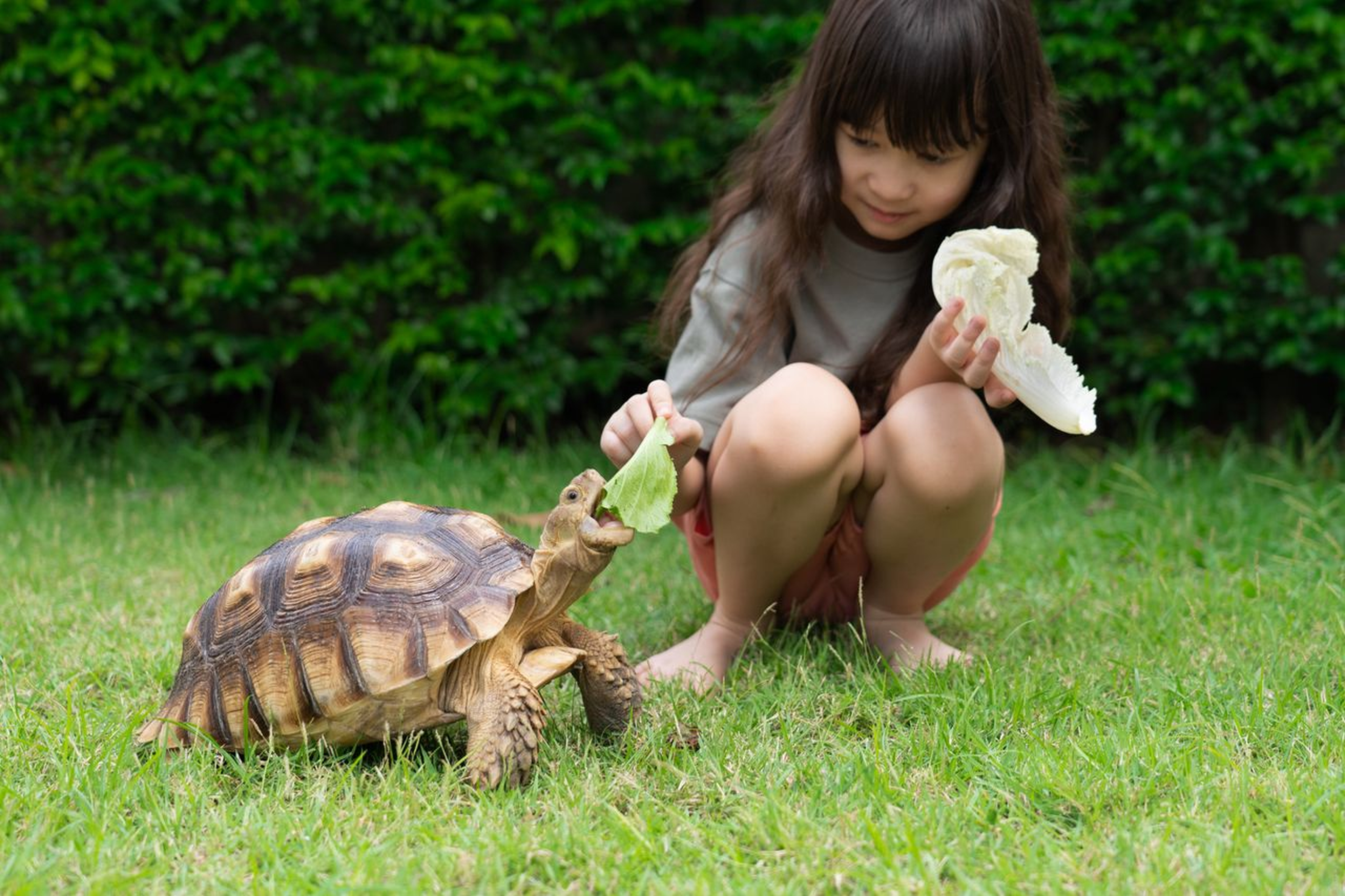 A girl crouches on grass, feeding a tortoise a leaf, with a green hedge in the background.