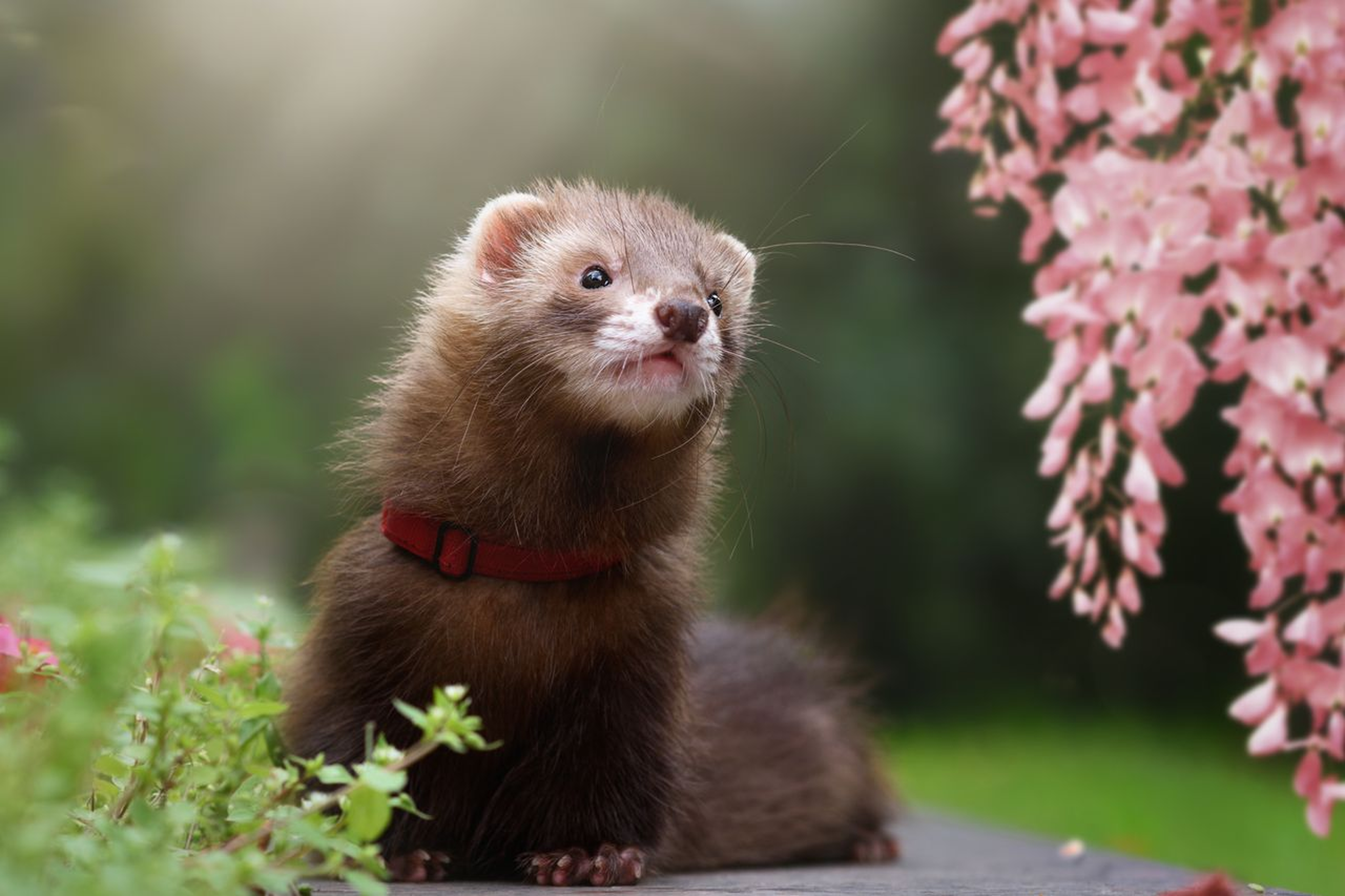 Ferret wearing a red harness sits on a surface surrounded by green plants and pink flowers, with soft sunlight in the background.