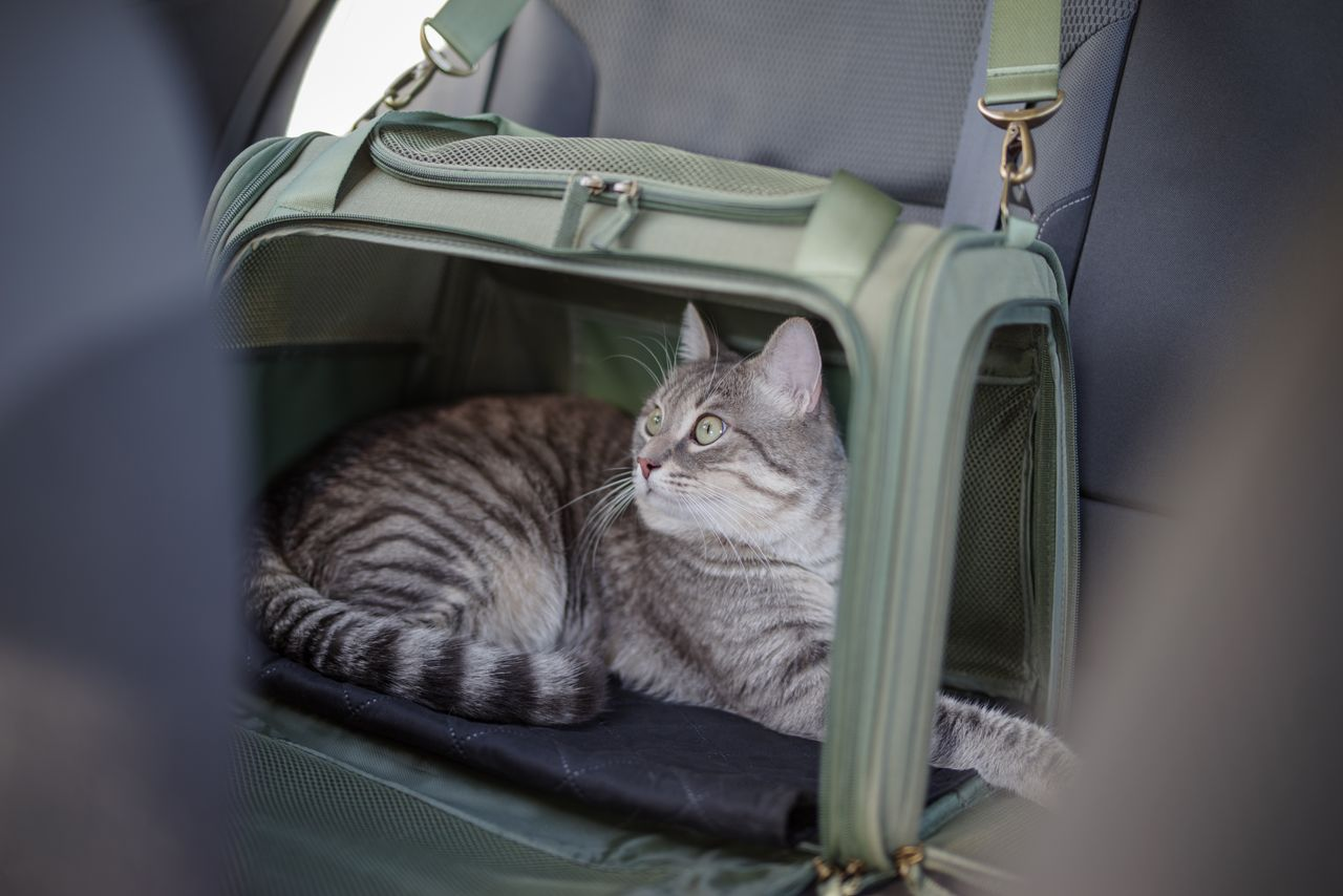 Gray tabby cat lying inside a green pet carrier on a car seat, looking curiously to the side.