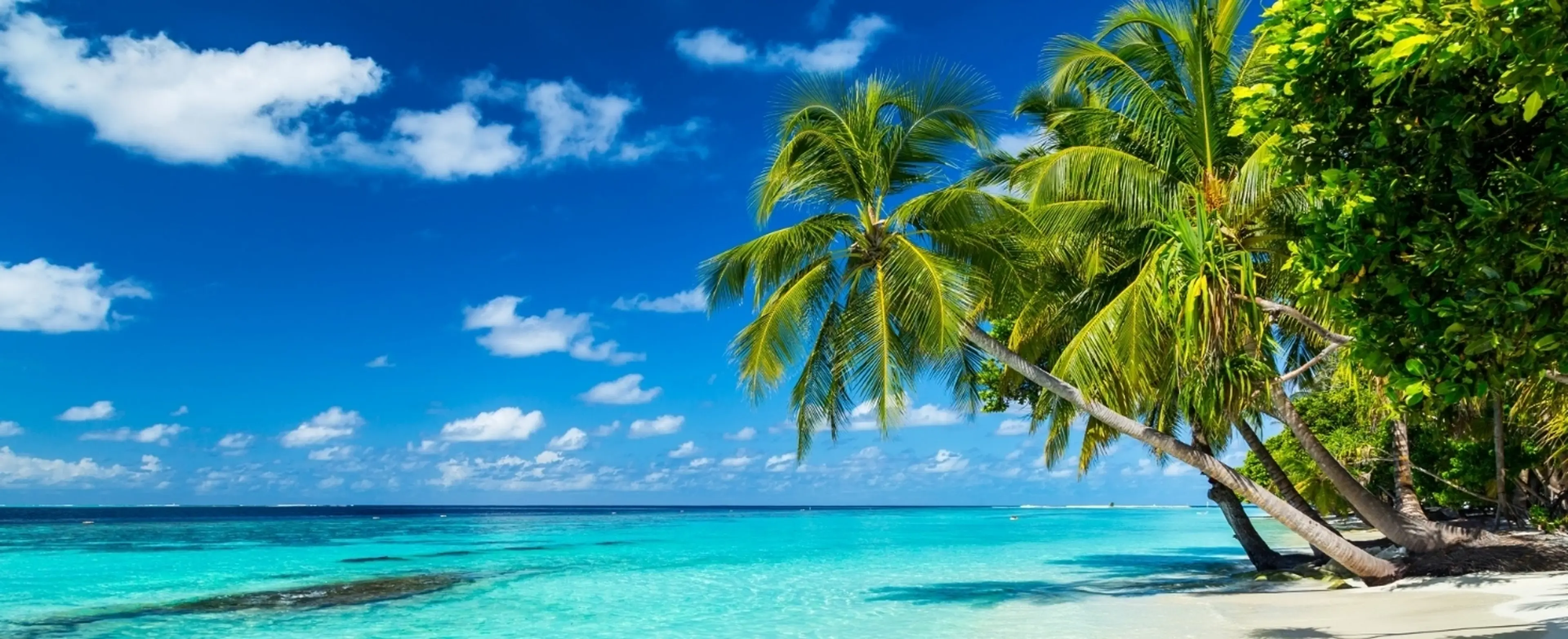 Tropical beach with palm trees