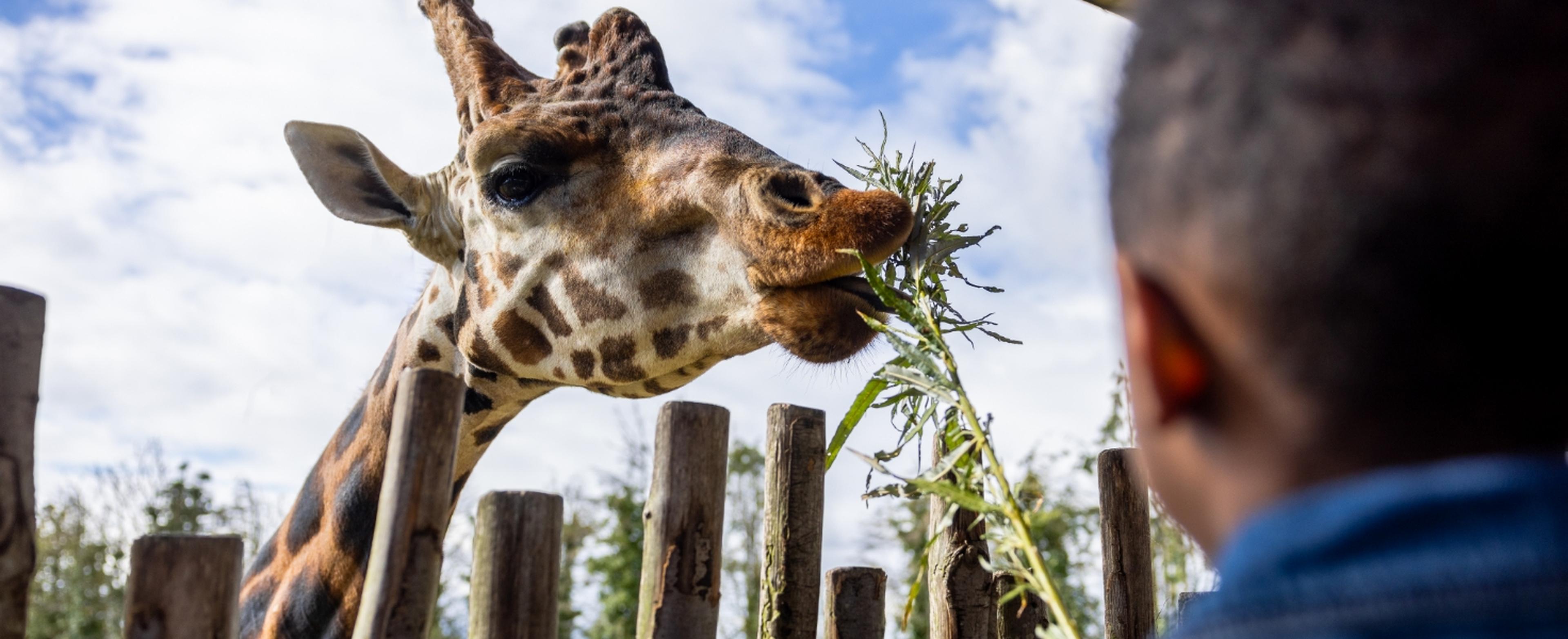 Giraffe Experience at Twycross Zoo