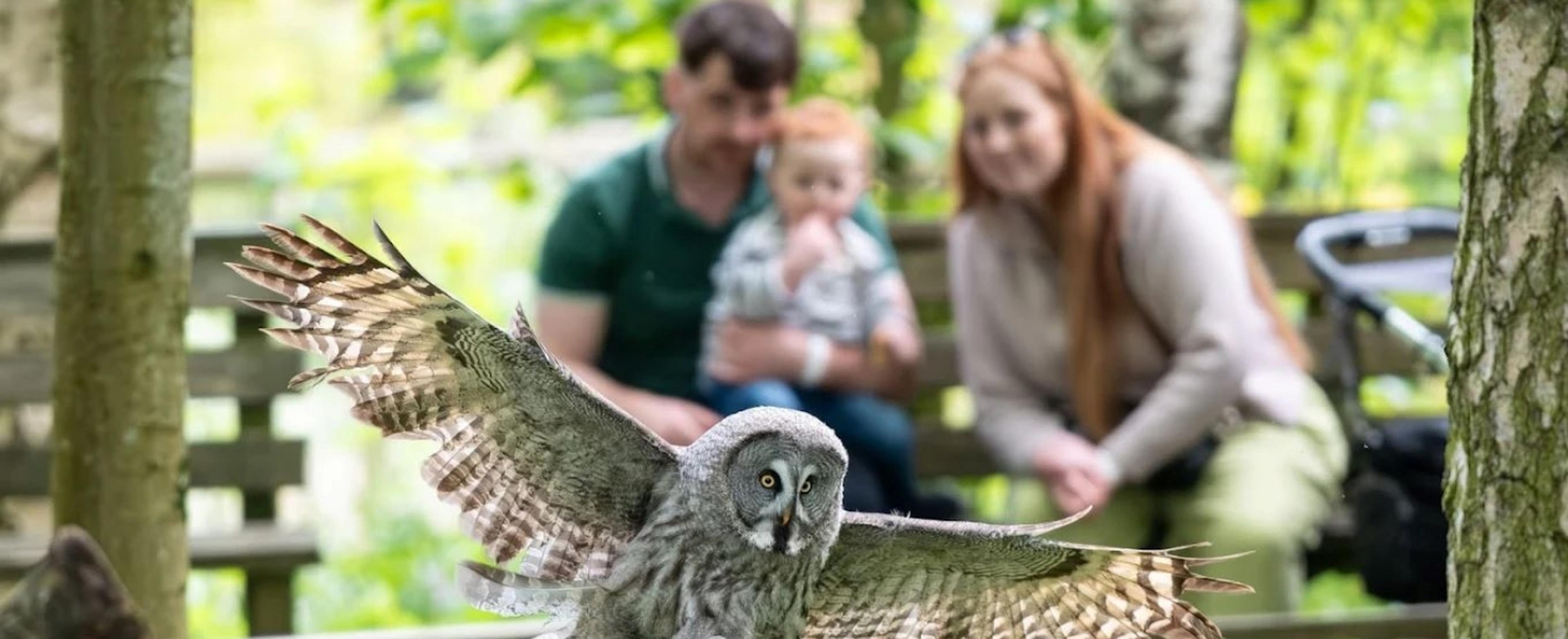 Family looking at a great grey owl