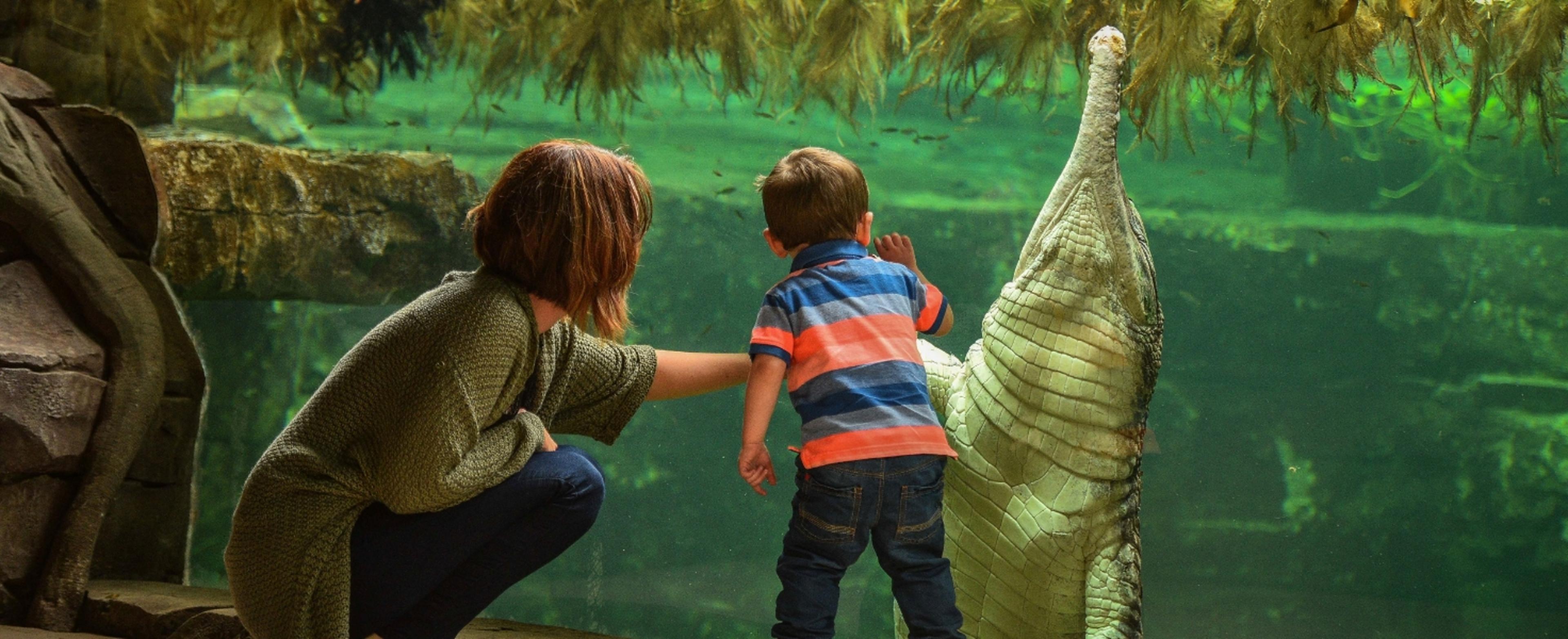 family enjoying an underwater viewing experience at Chester Zoo