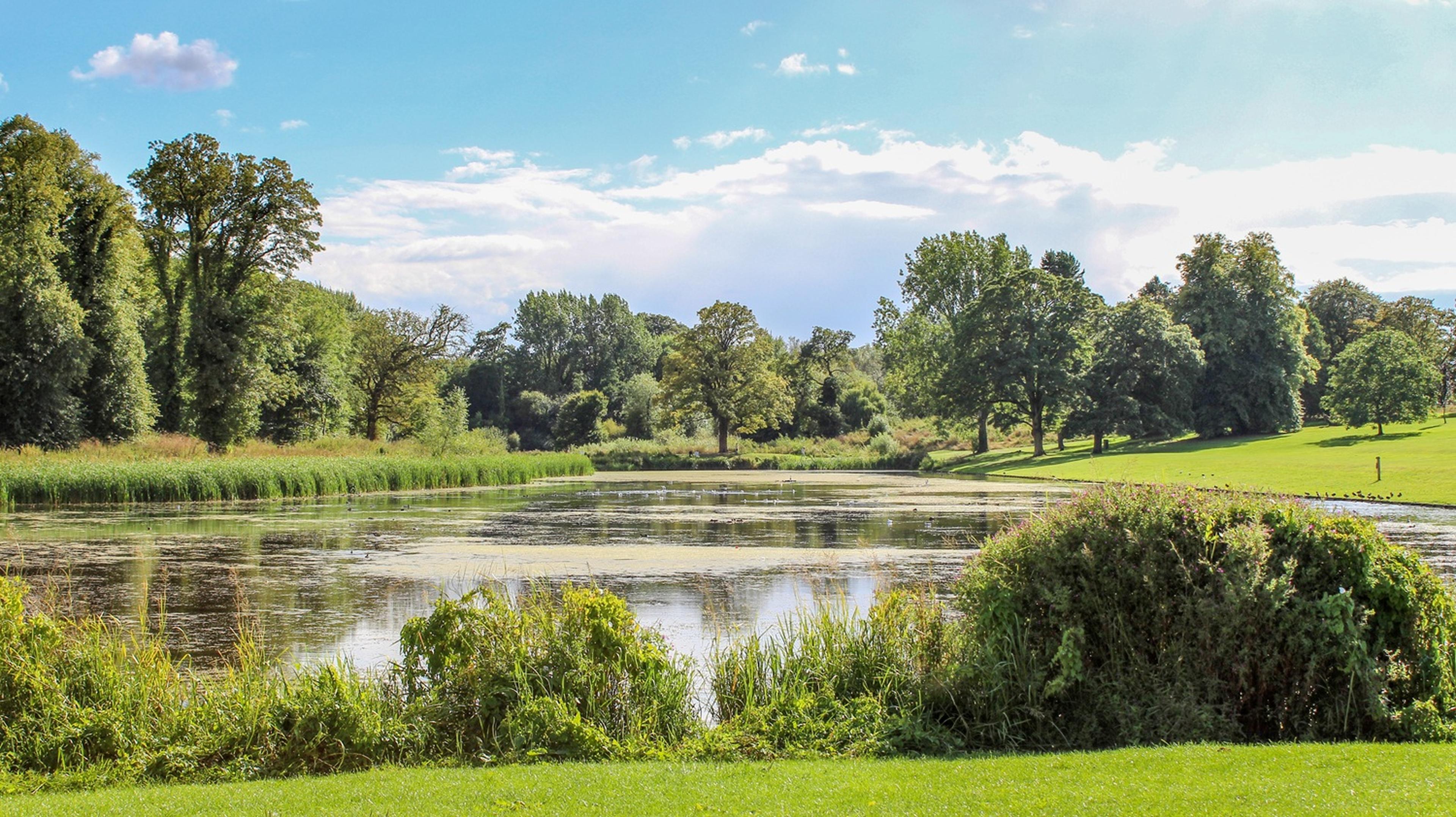 A tranquil pond surrounded by lush greenery and trees