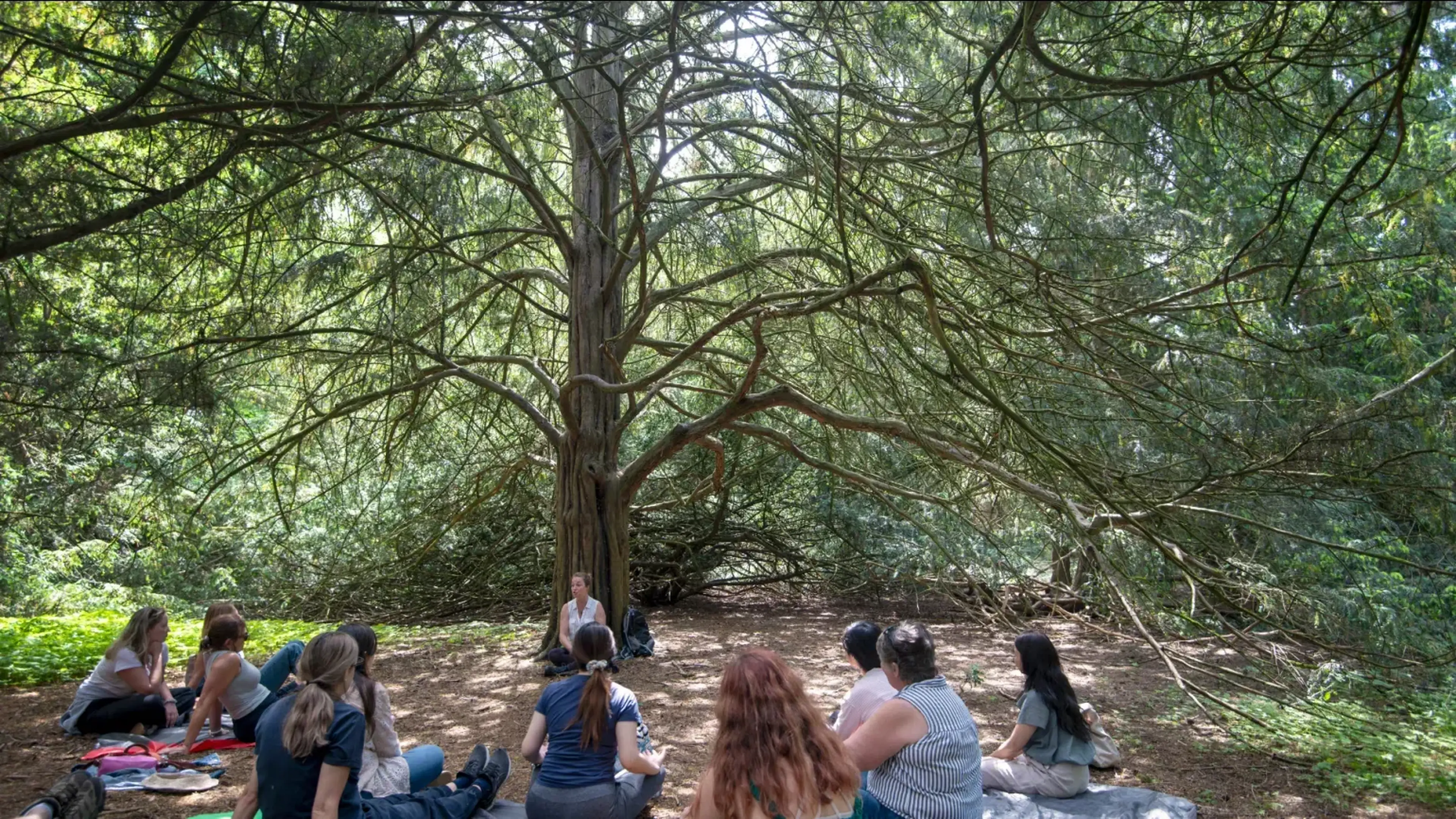 A group of people sits under a large tree in a forest, engaged in meditation or a peaceful gathering.