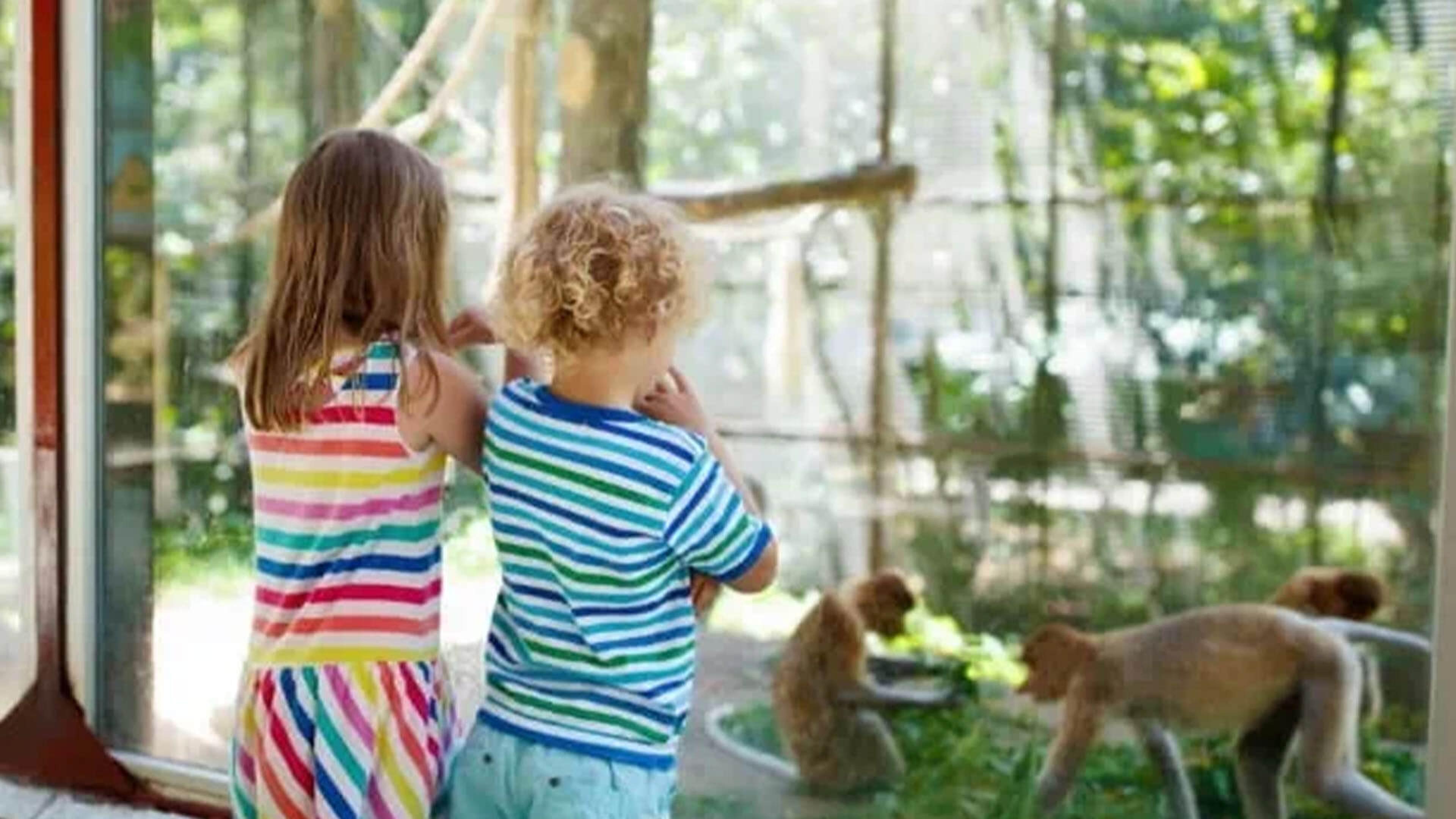 Two children in striped shirts watch monkeys through a glass enclosure at a zoo, surrounded by greenery and sunlight.