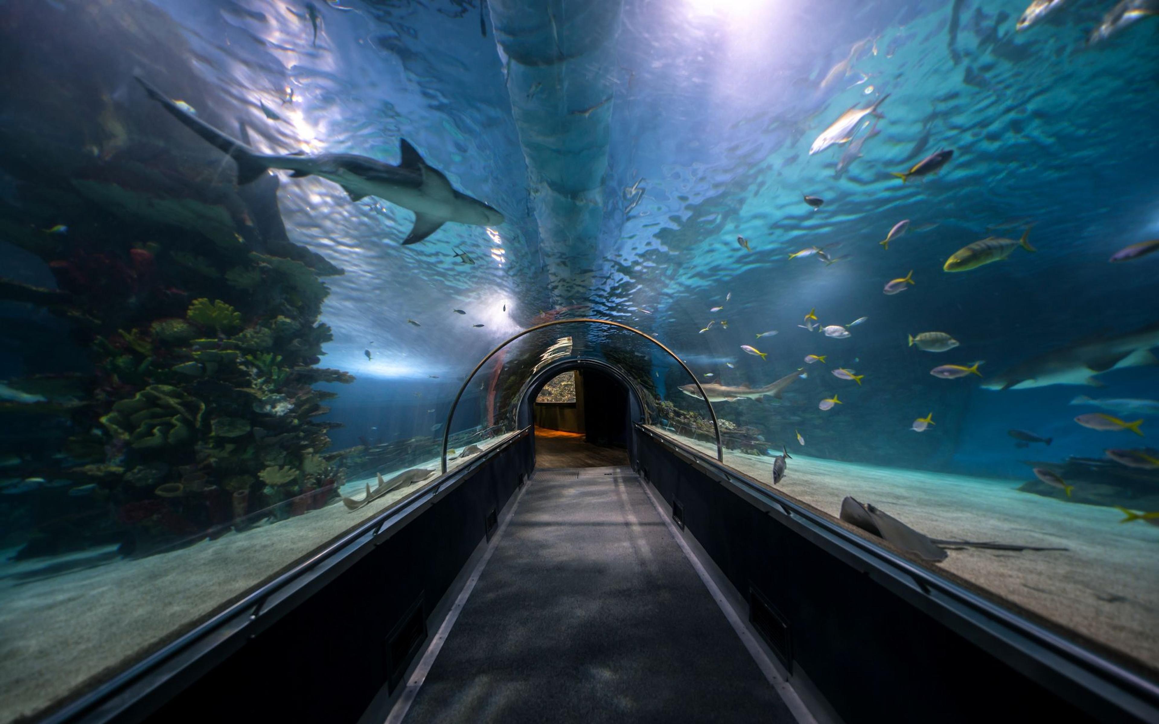 aquarium